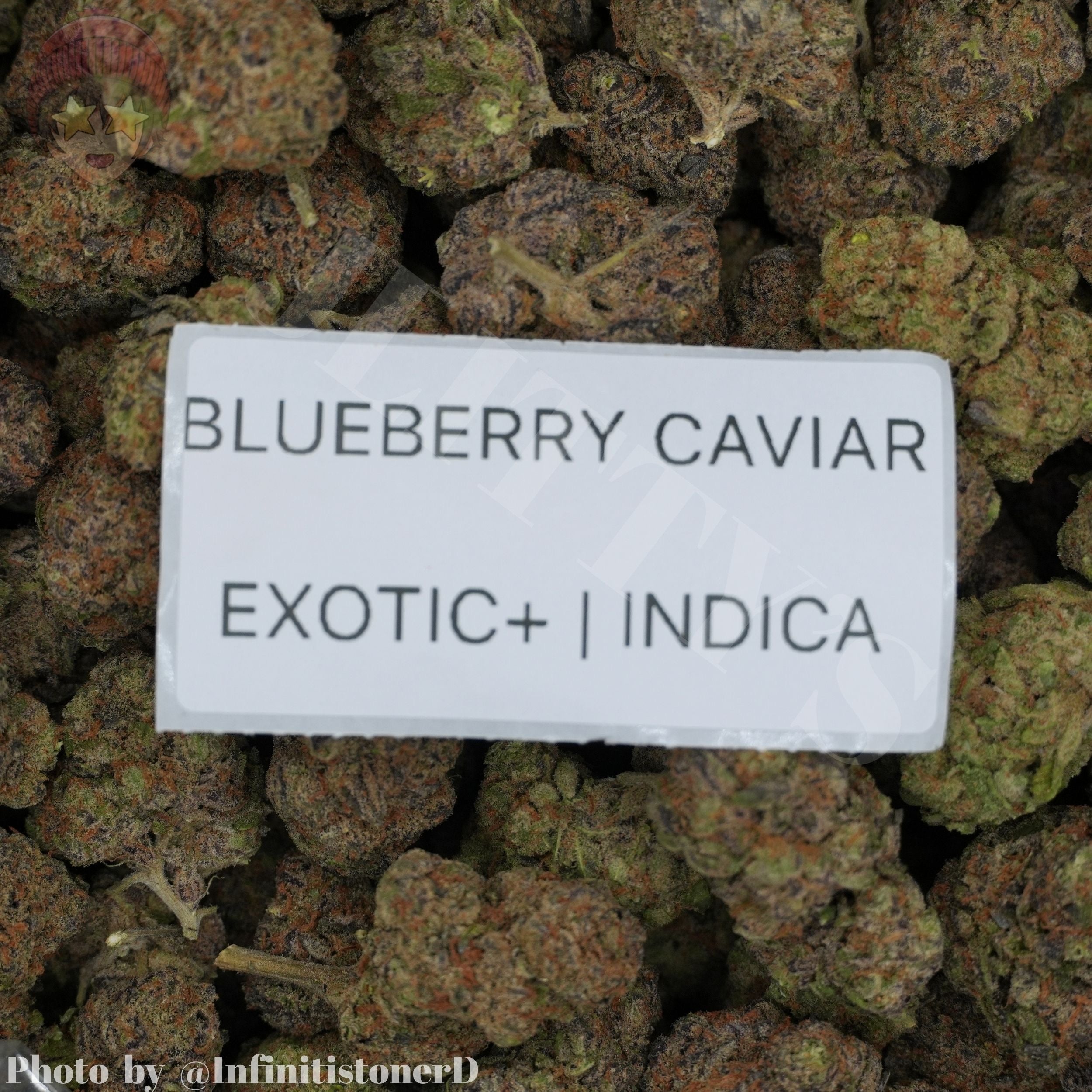 TOP SHELF EXOTICS