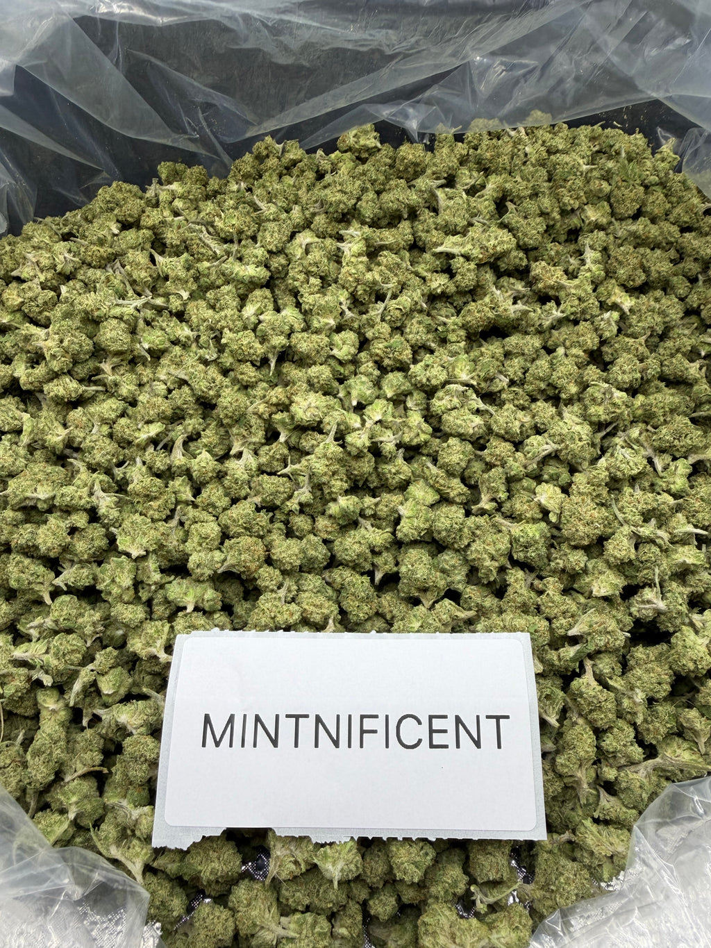 *SALE* SMALLS AND MEDIUMS