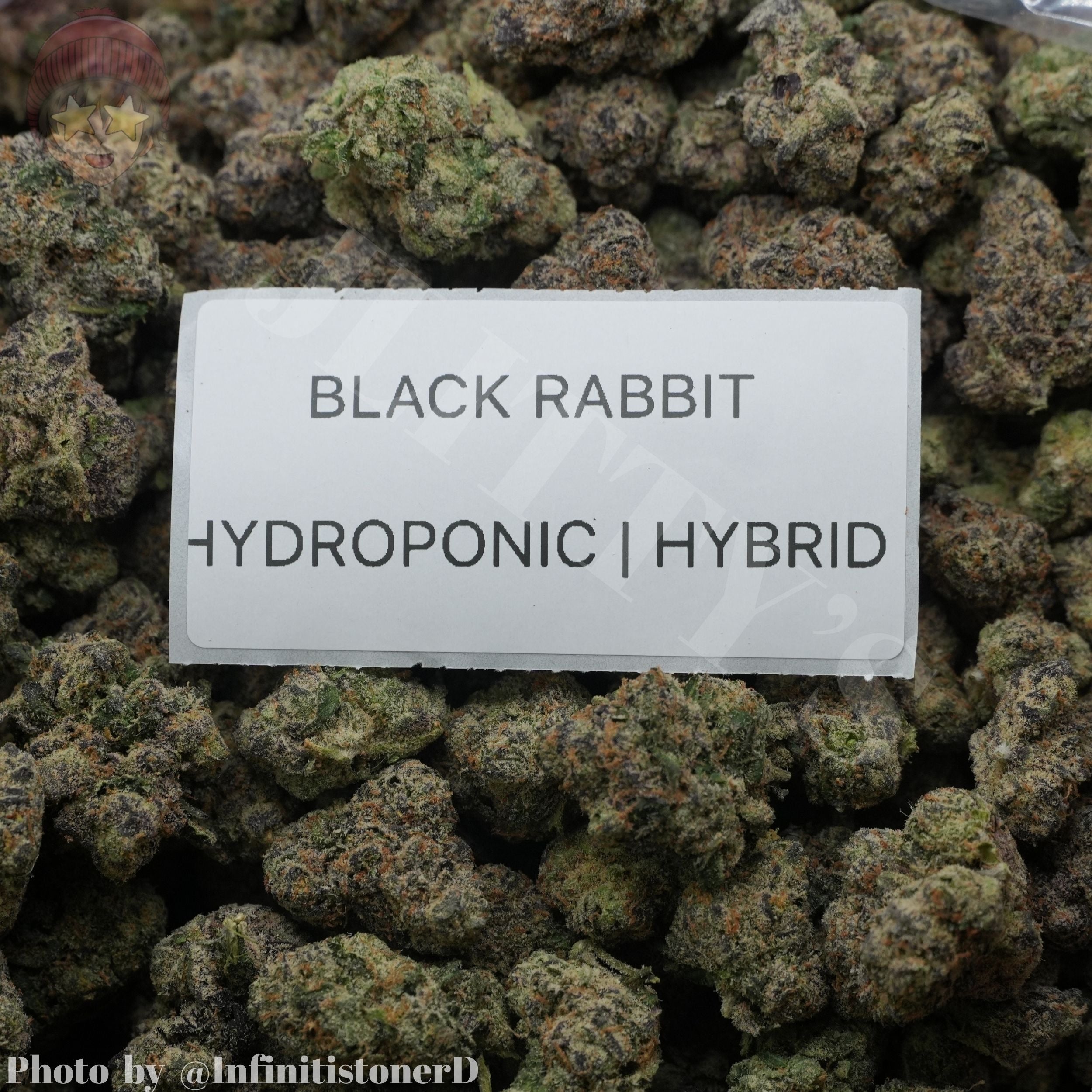 TOP SHELF EXOTICS