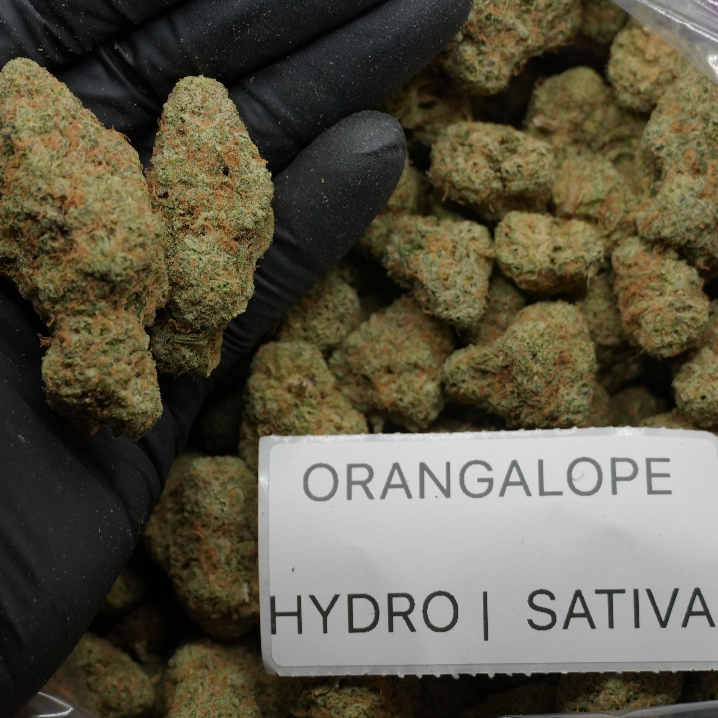 TOP SHELF EXOTICS