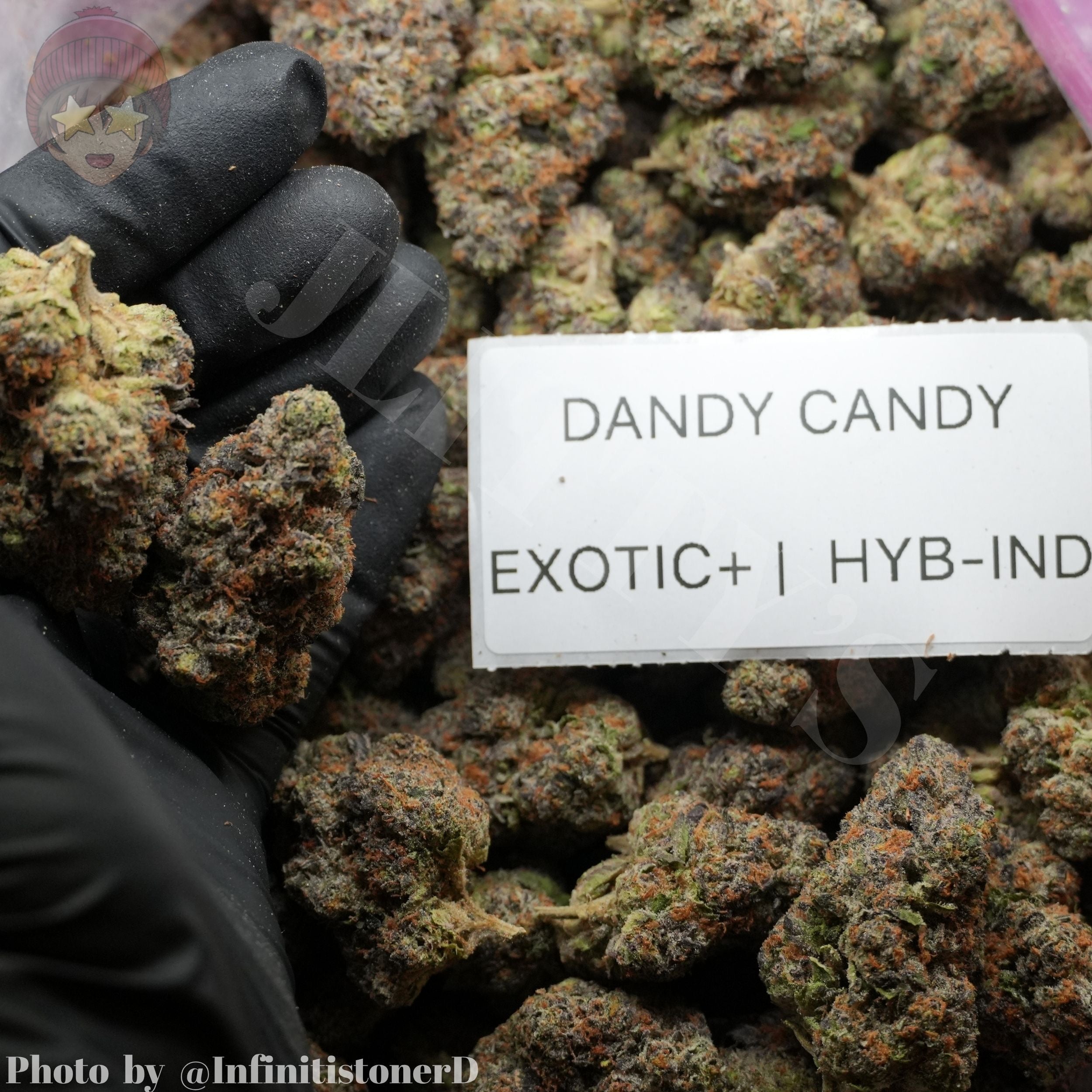 TOP SHELF EXOTICS