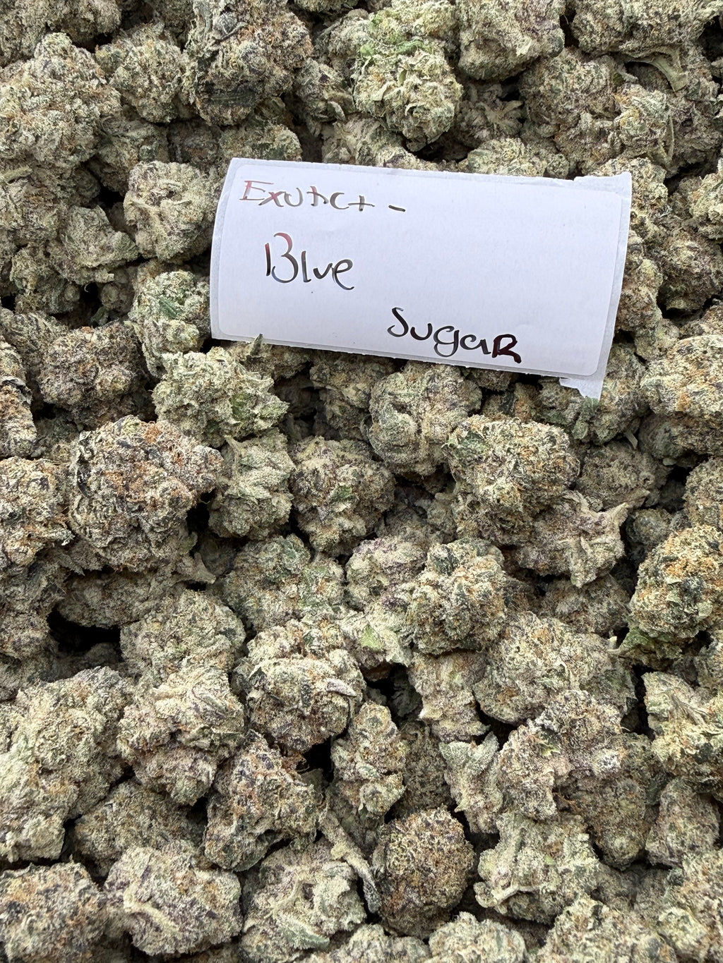 TOP SHELF EXOTICS