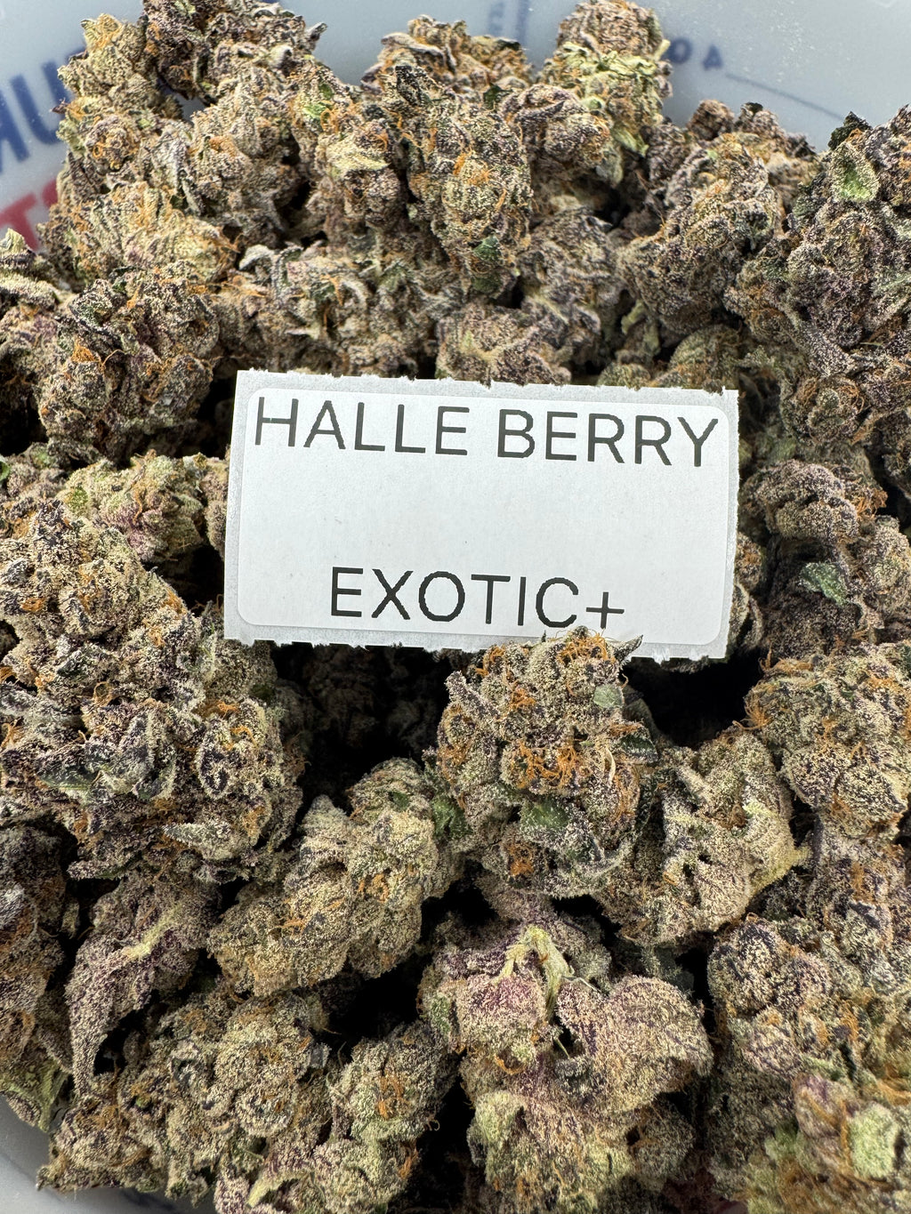 TOP SHELF EXOTICS