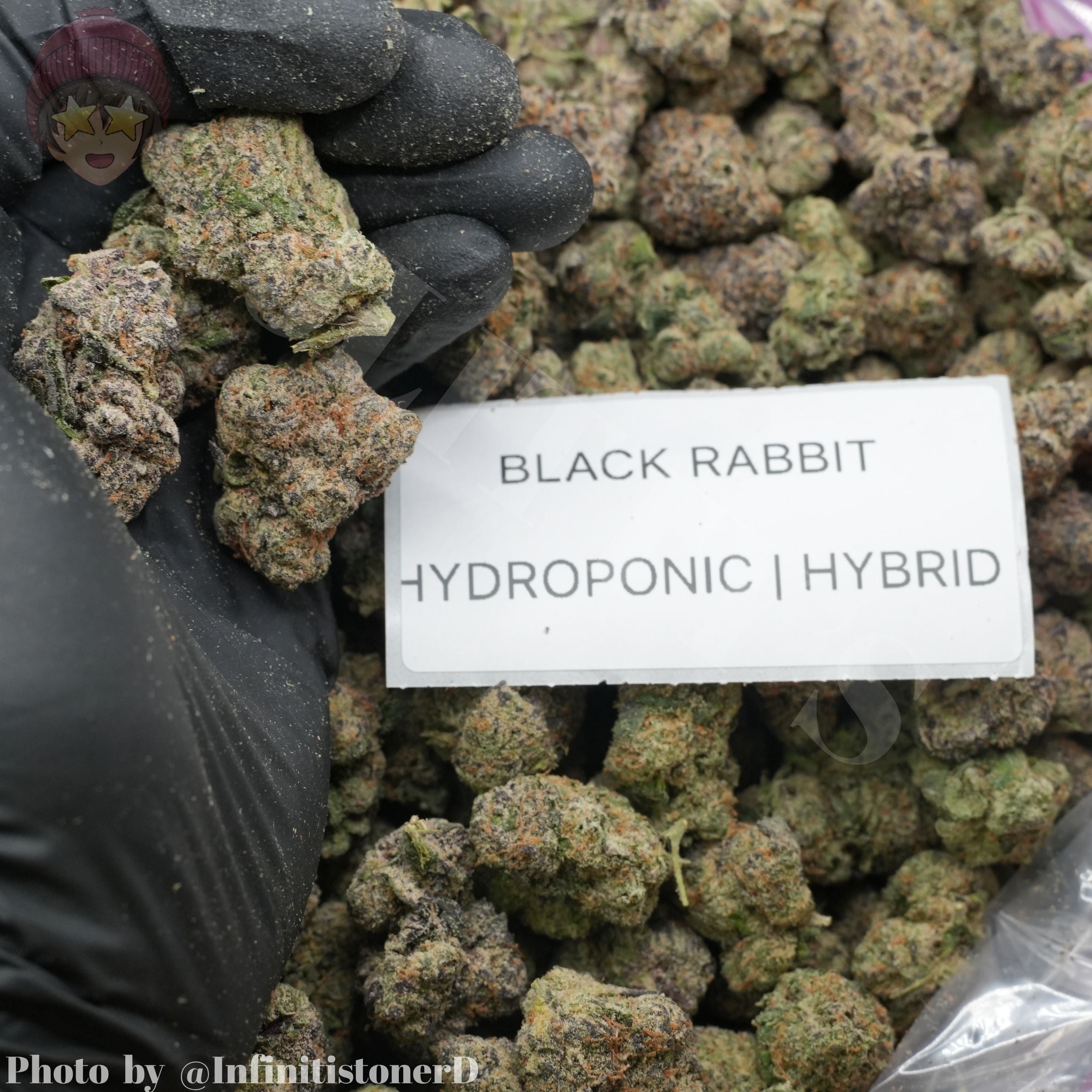 TOP SHELF EXOTICS