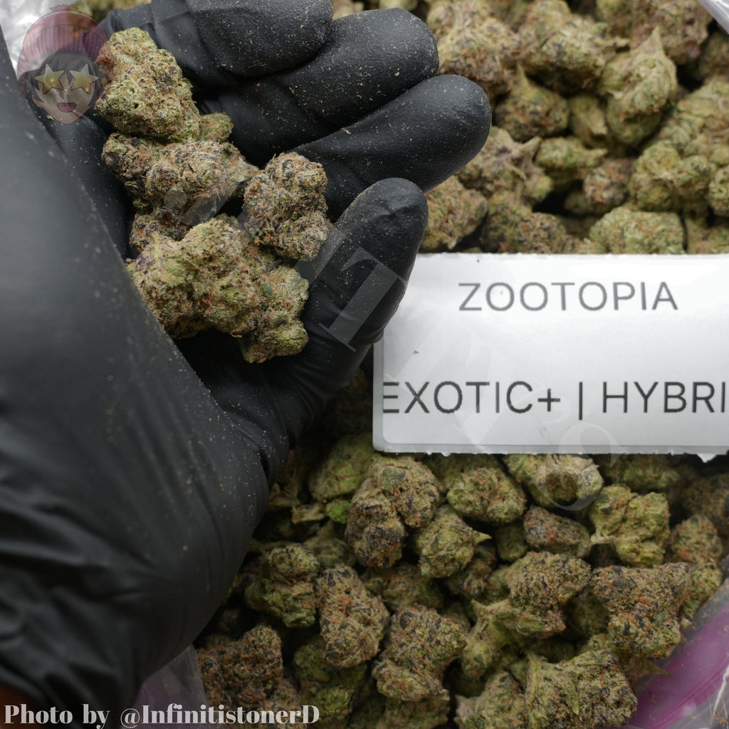TOP SHELF EXOTICS
