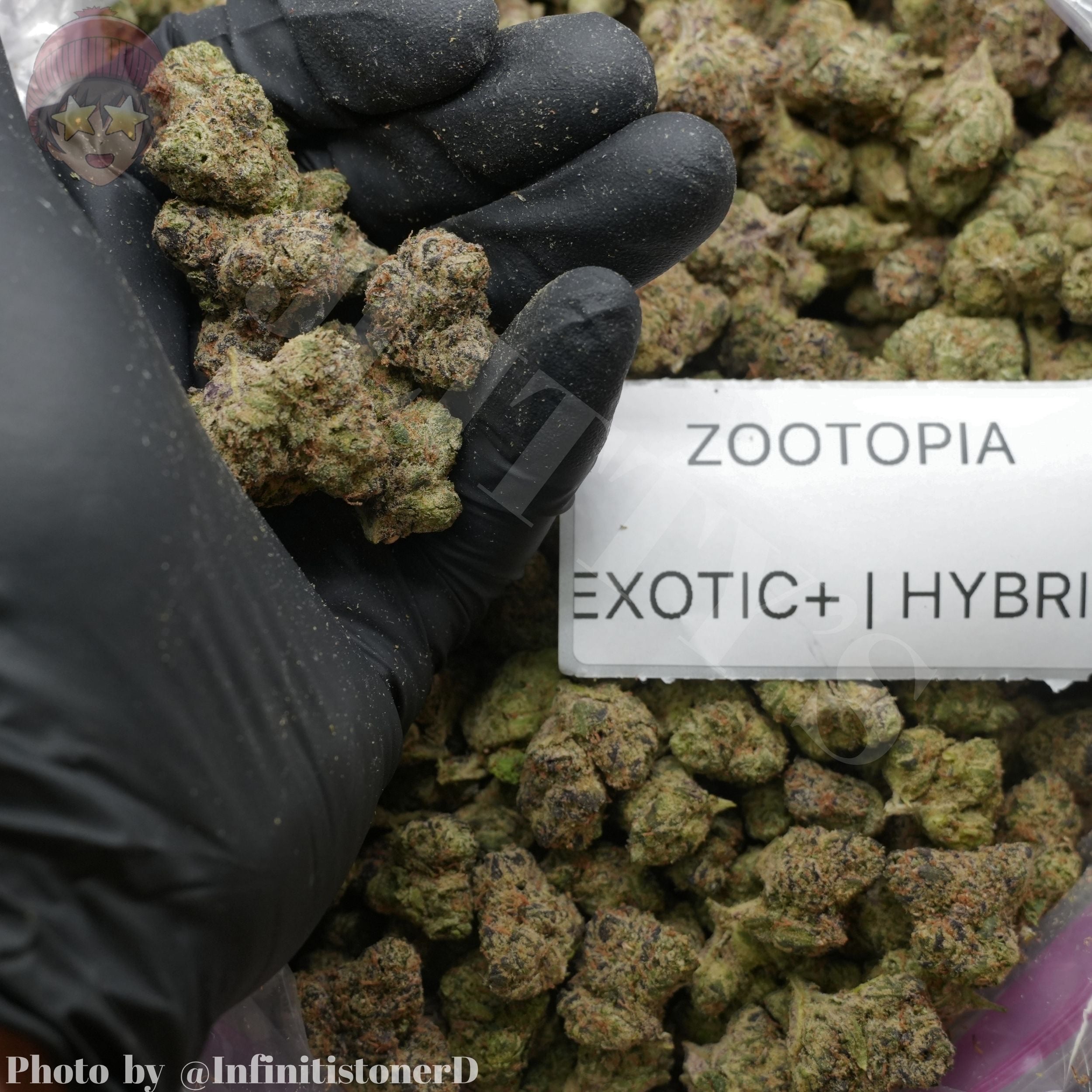 TOP SHELF EXOTICS