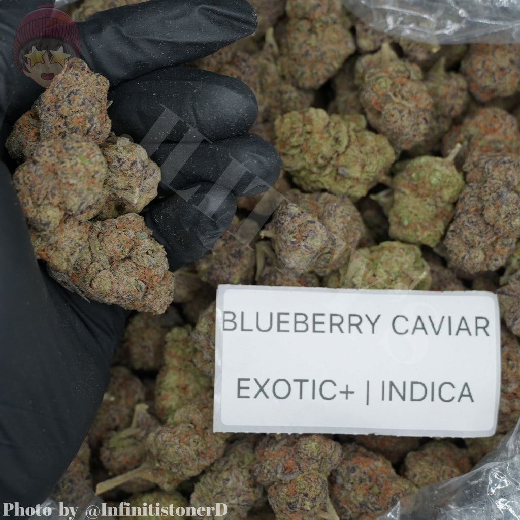 TOP SHELF EXOTICS