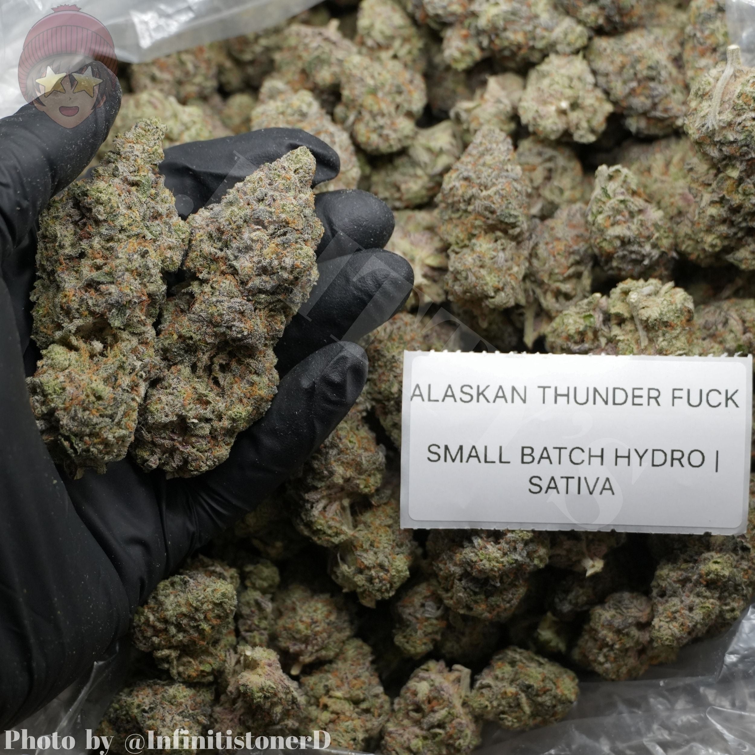 TOP SHELF EXOTICS
