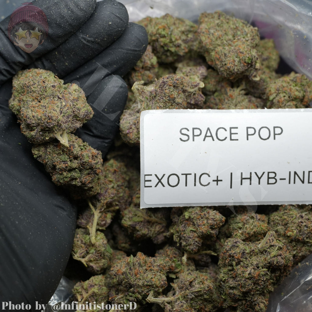 TOP SHELF EXOTICS