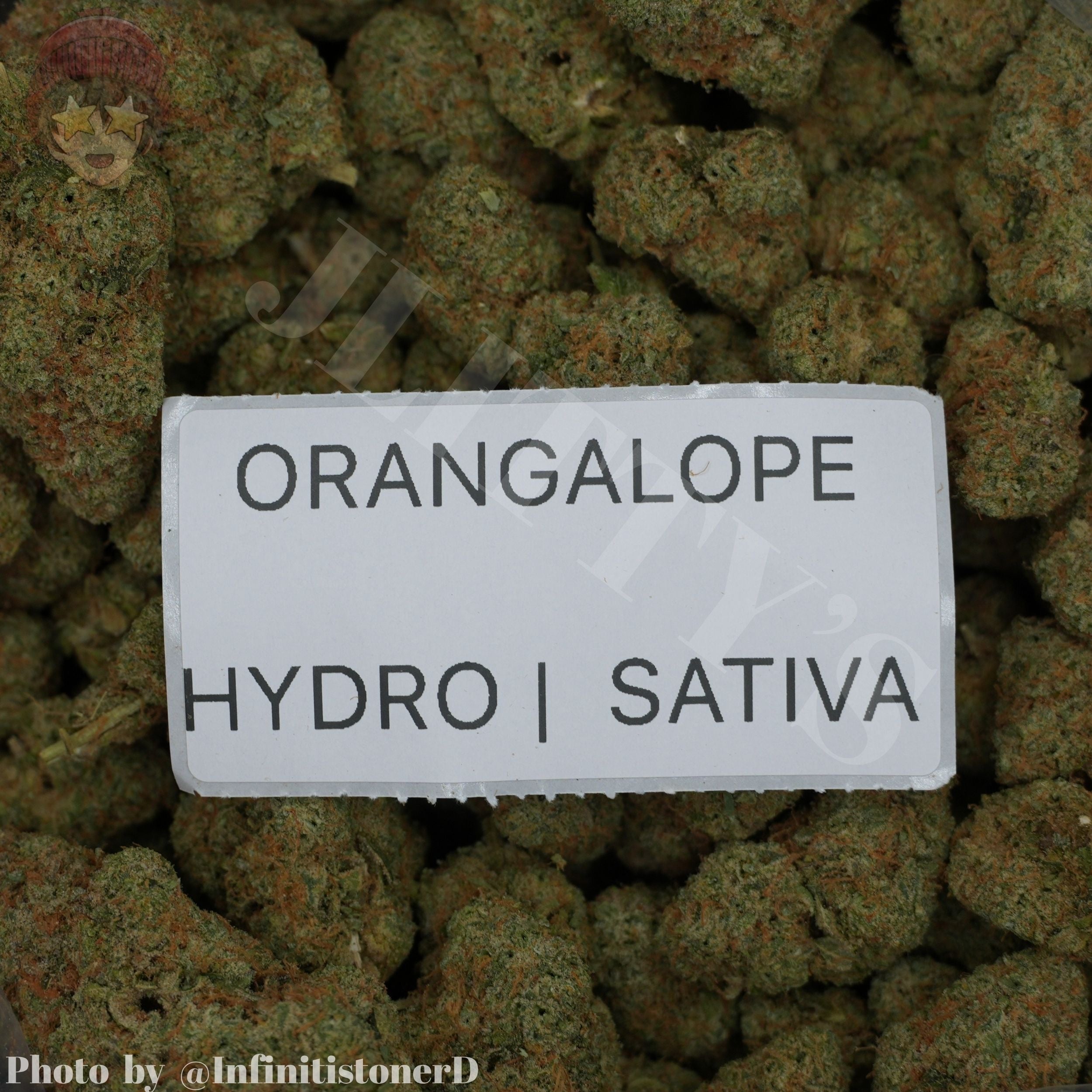 TOP SHELF EXOTICS