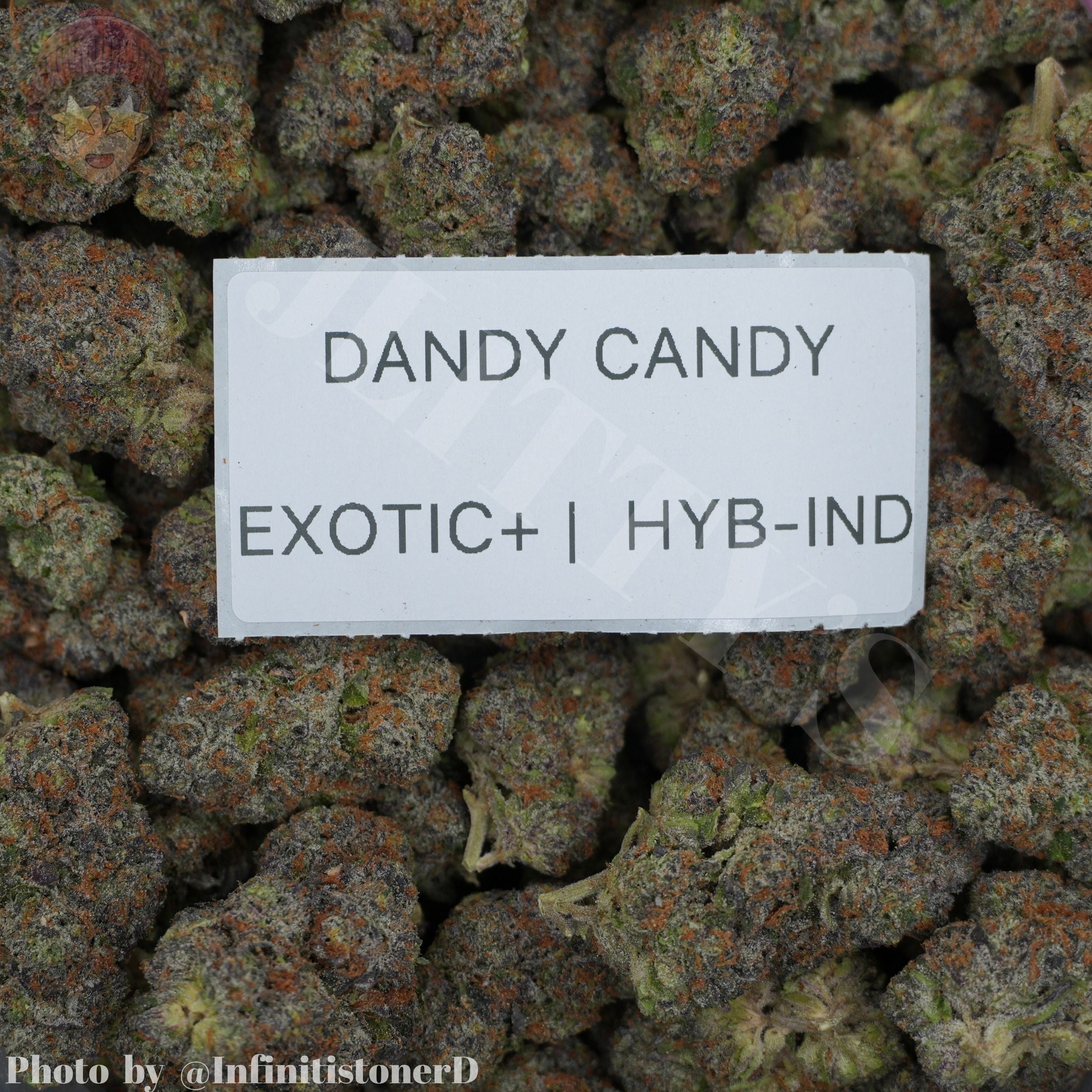 TOP SHELF EXOTICS