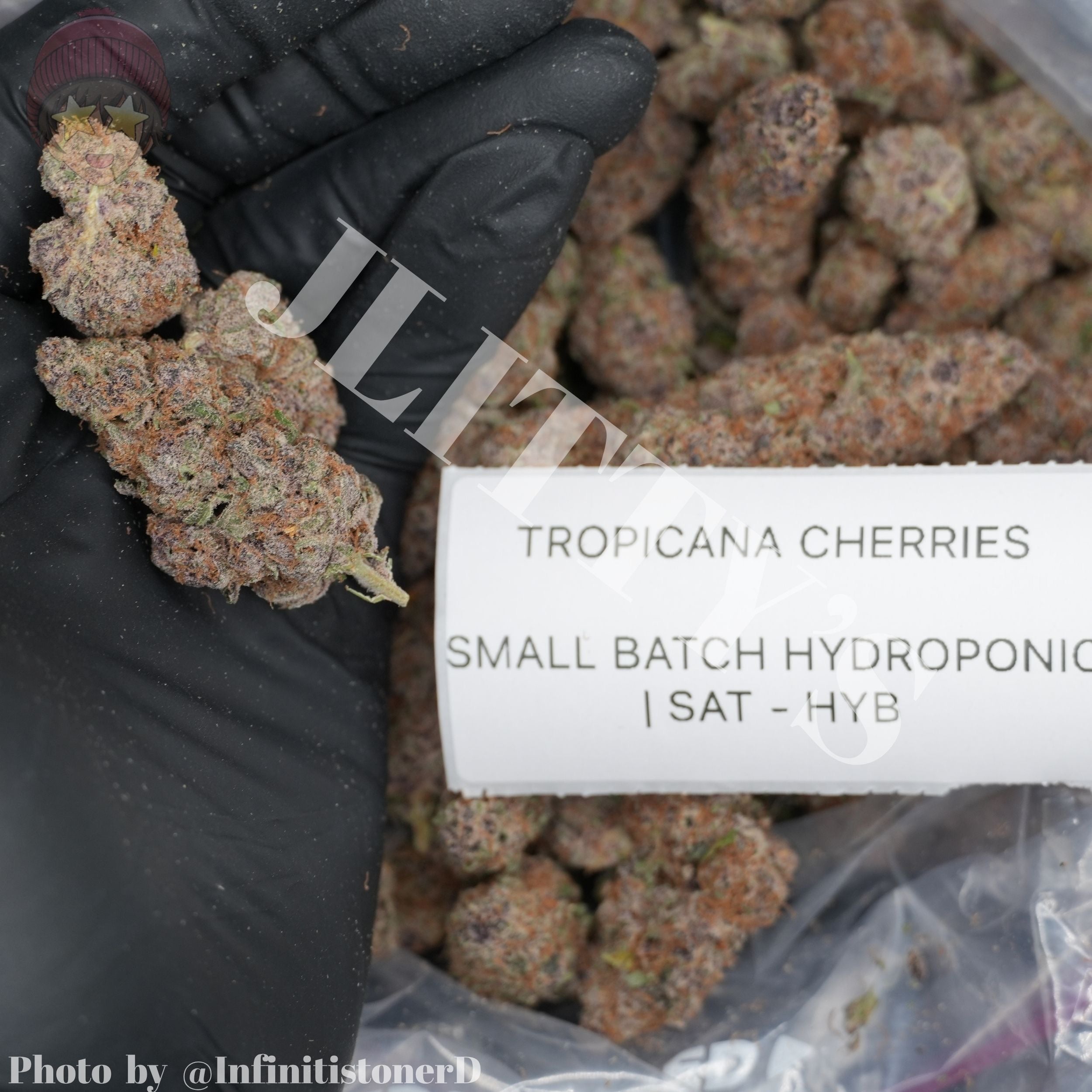 TOP SHELF EXOTICS