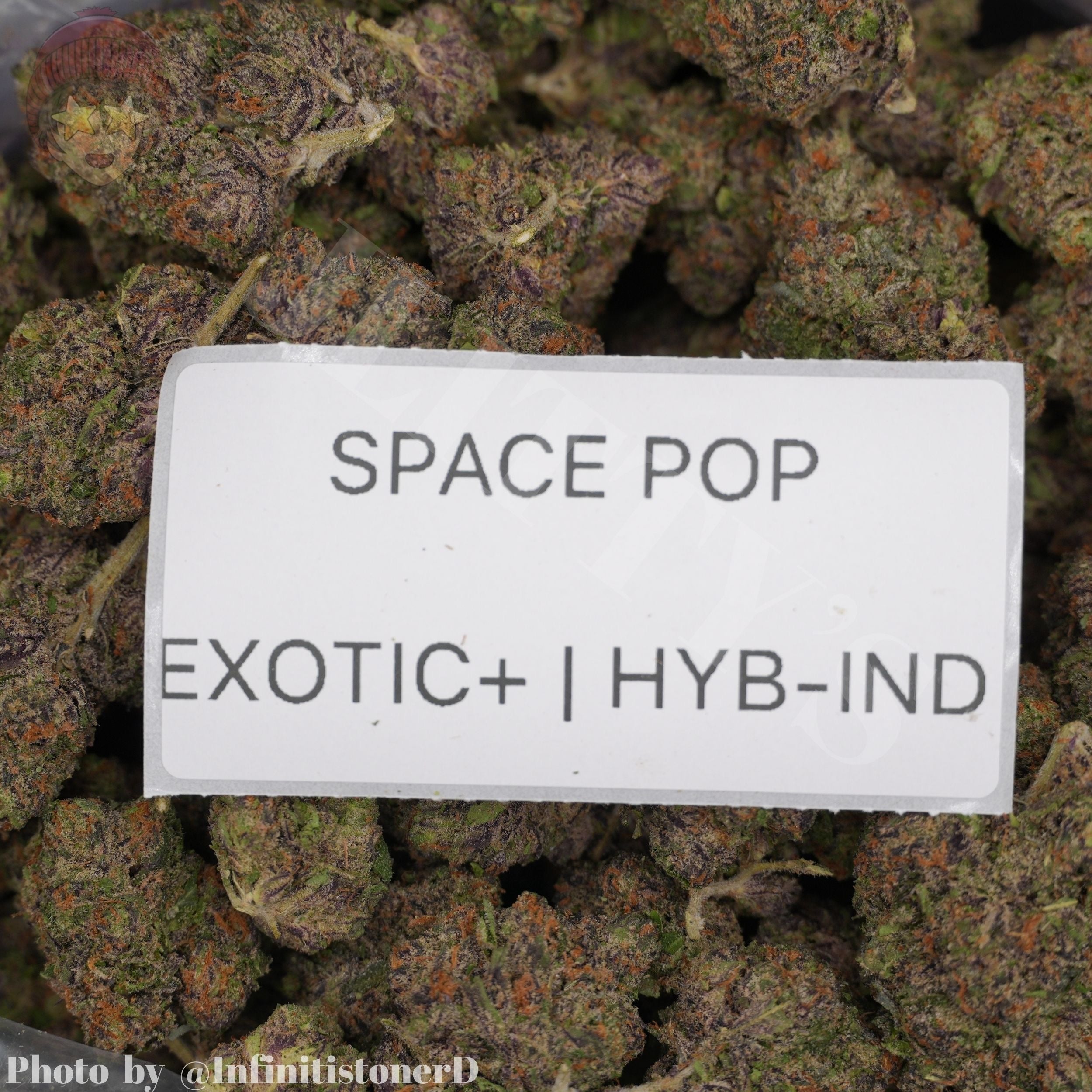 TOP SHELF EXOTICS