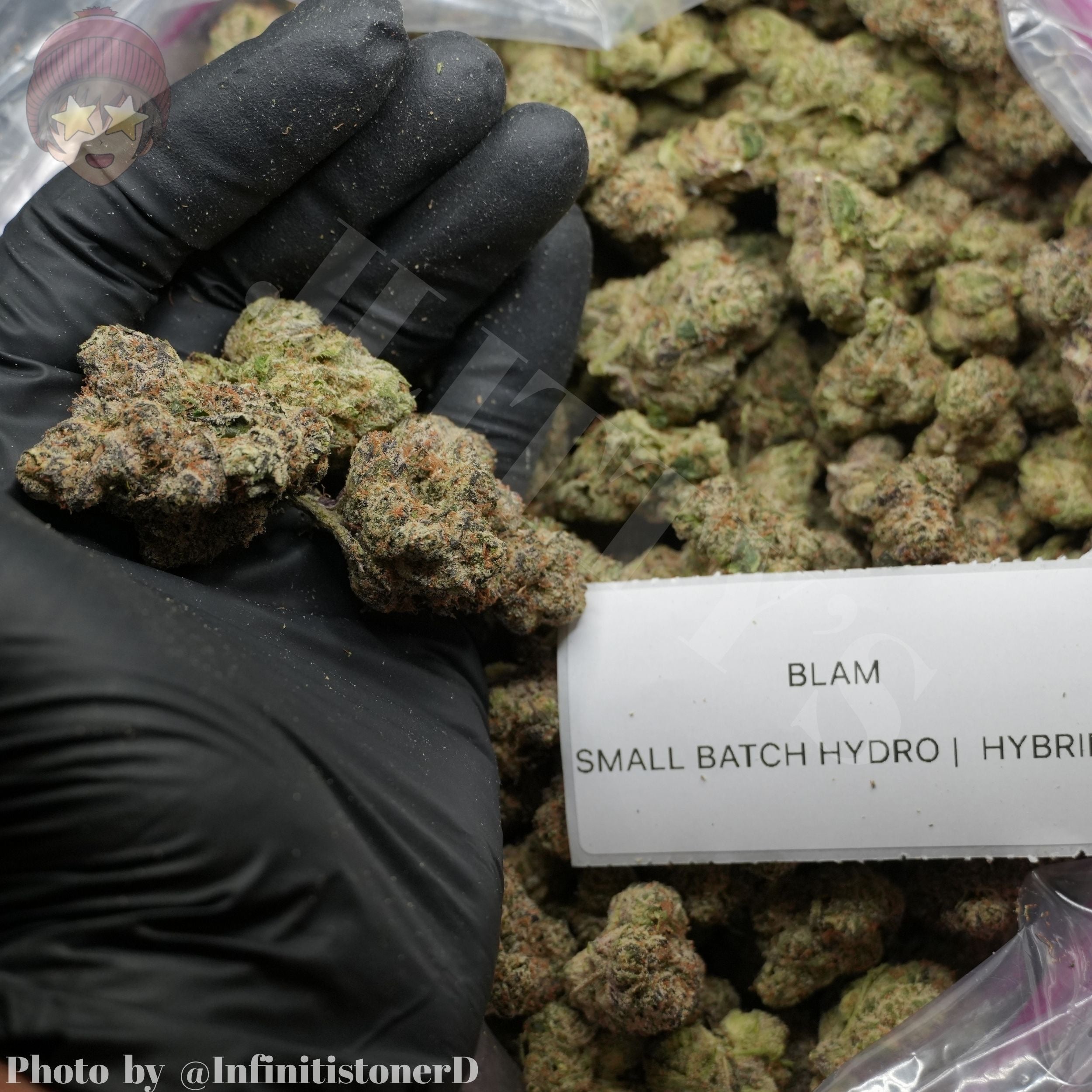 TOP SHELF EXOTICS