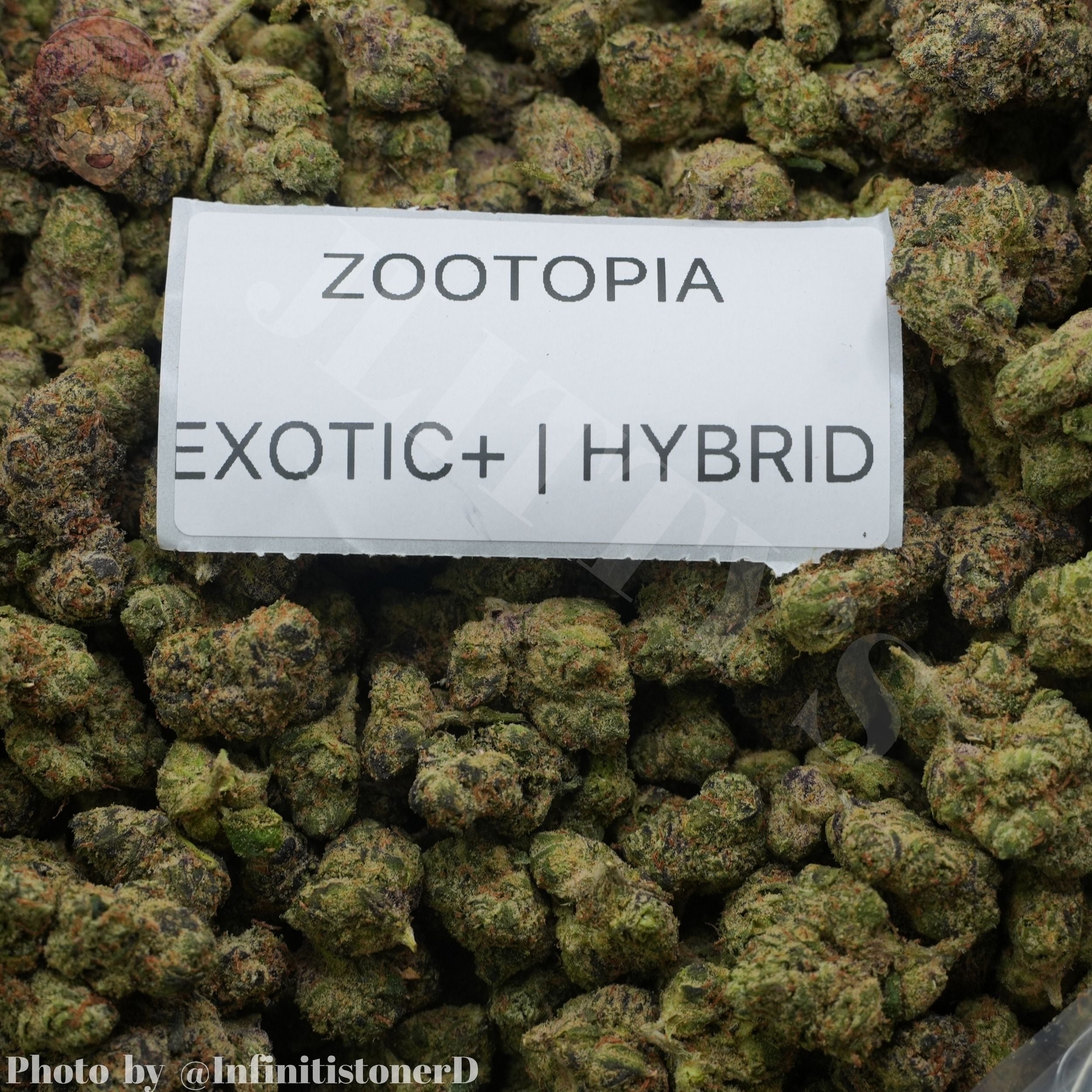 TOP SHELF EXOTICS