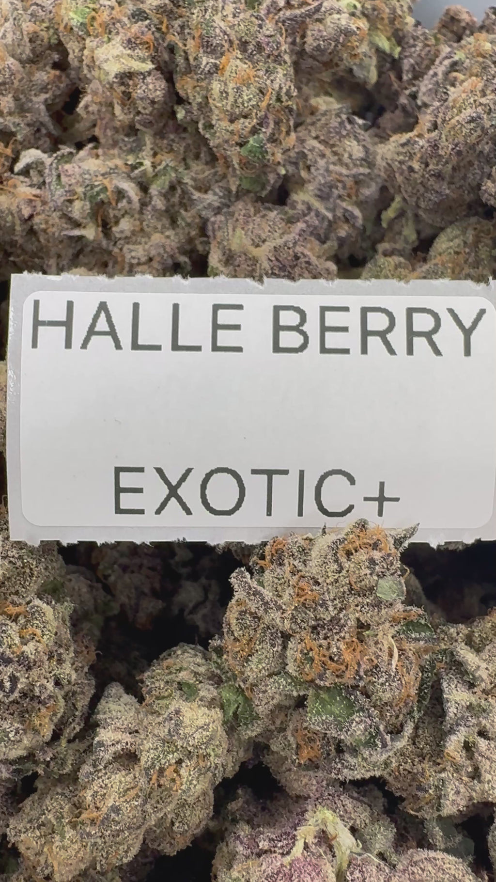 TOP SHELF EXOTICS