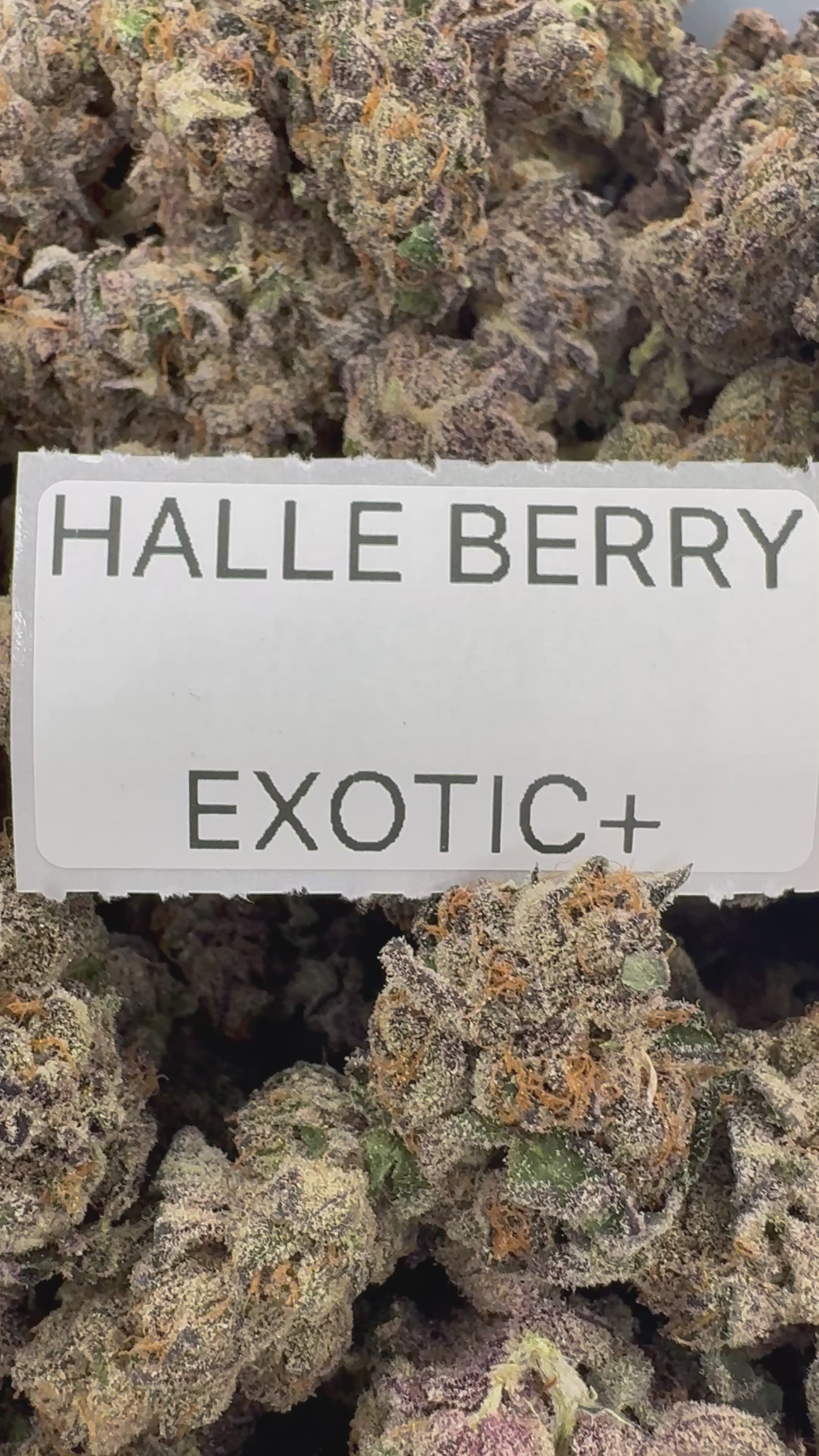 TOP SHELF EXOTICS