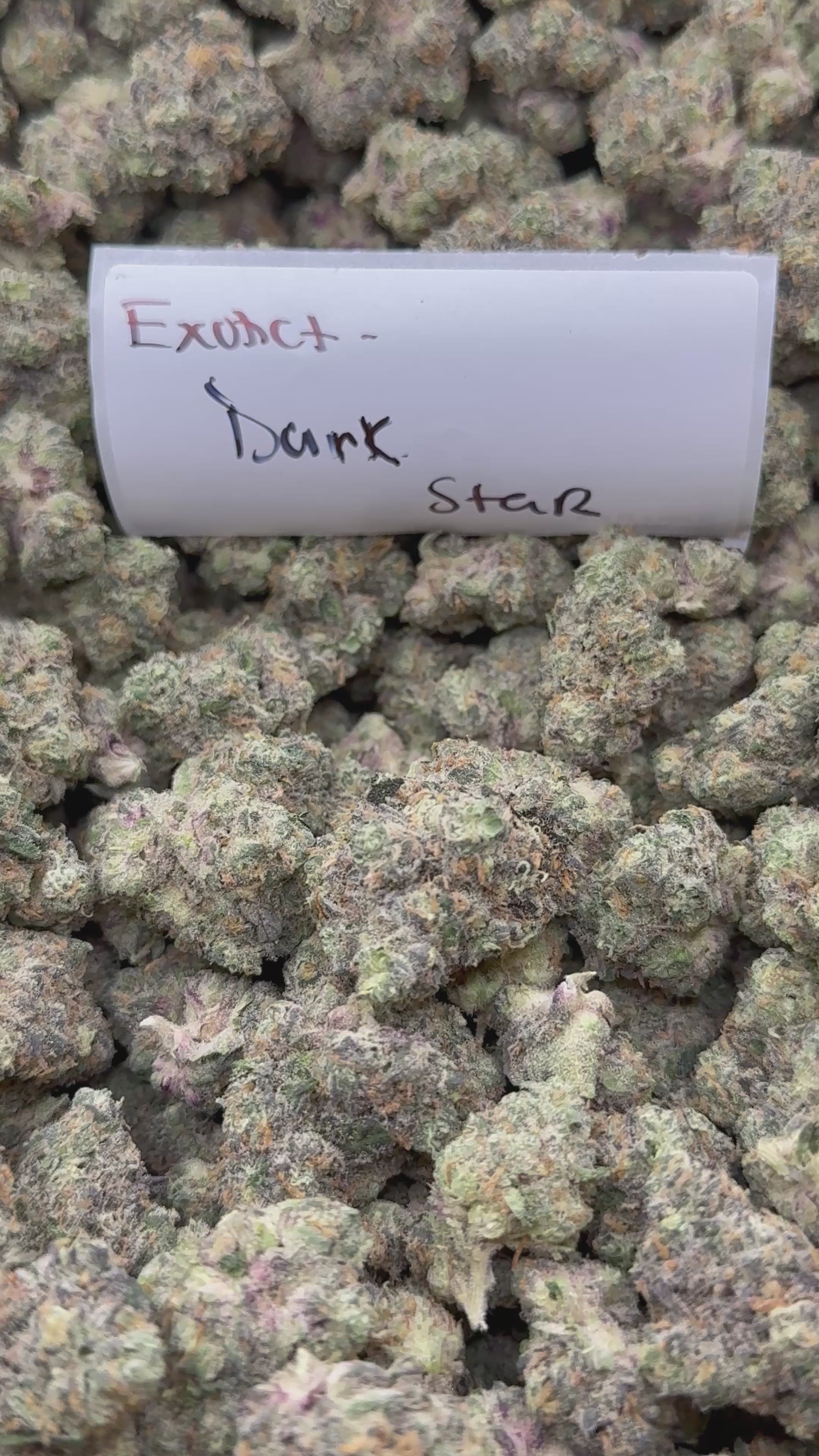 TOP SHELF EXOTICS