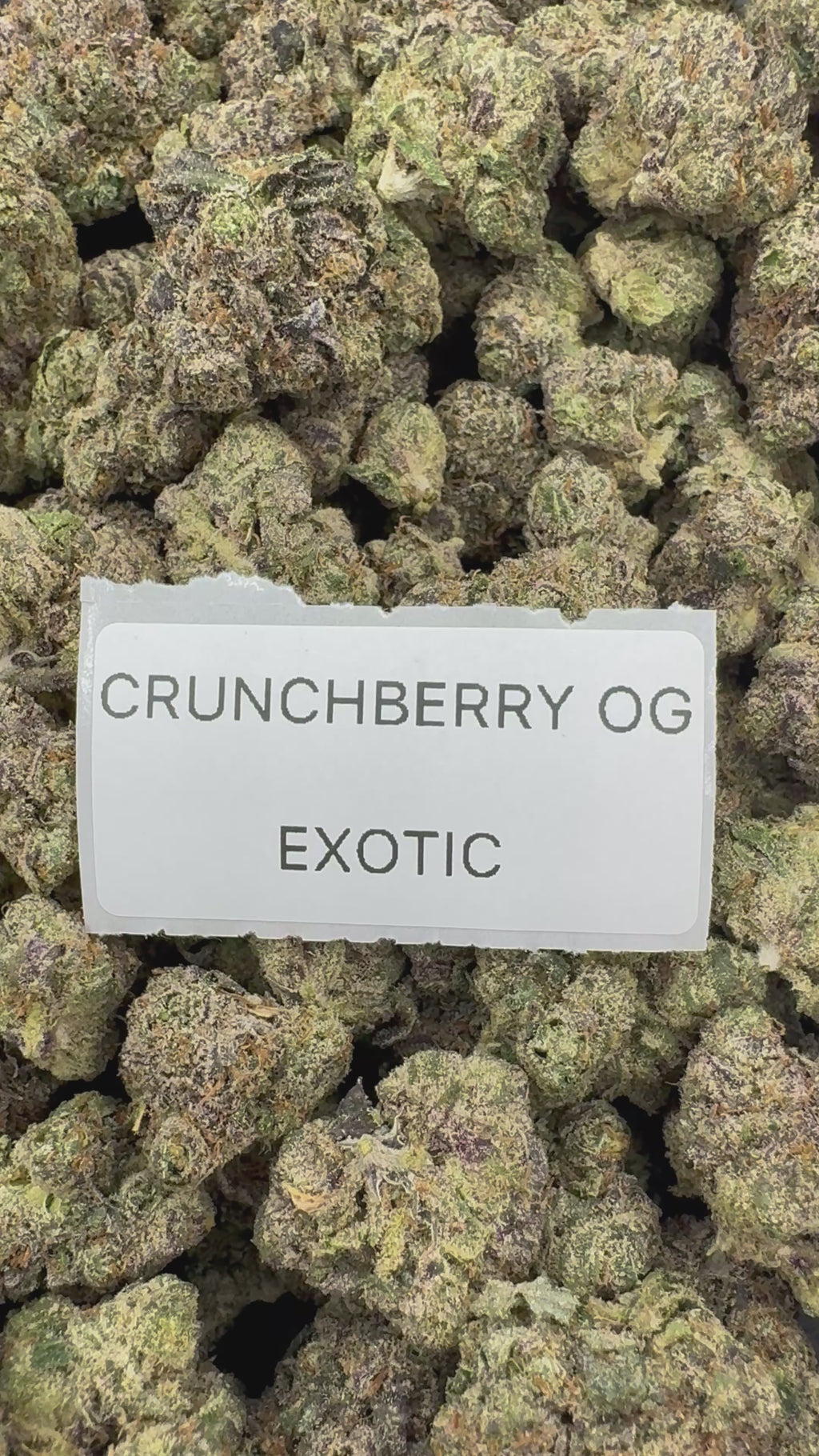 TOP SHELF EXOTICS