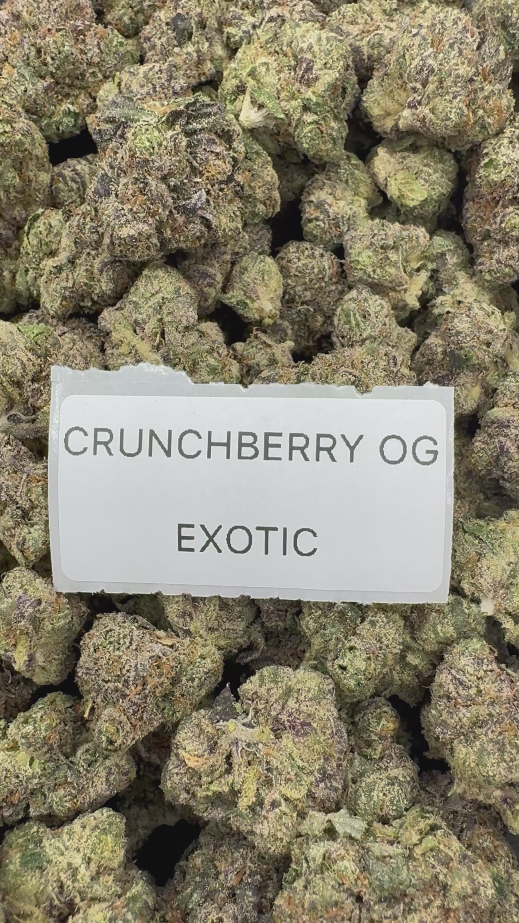 TOP SHELF EXOTICS