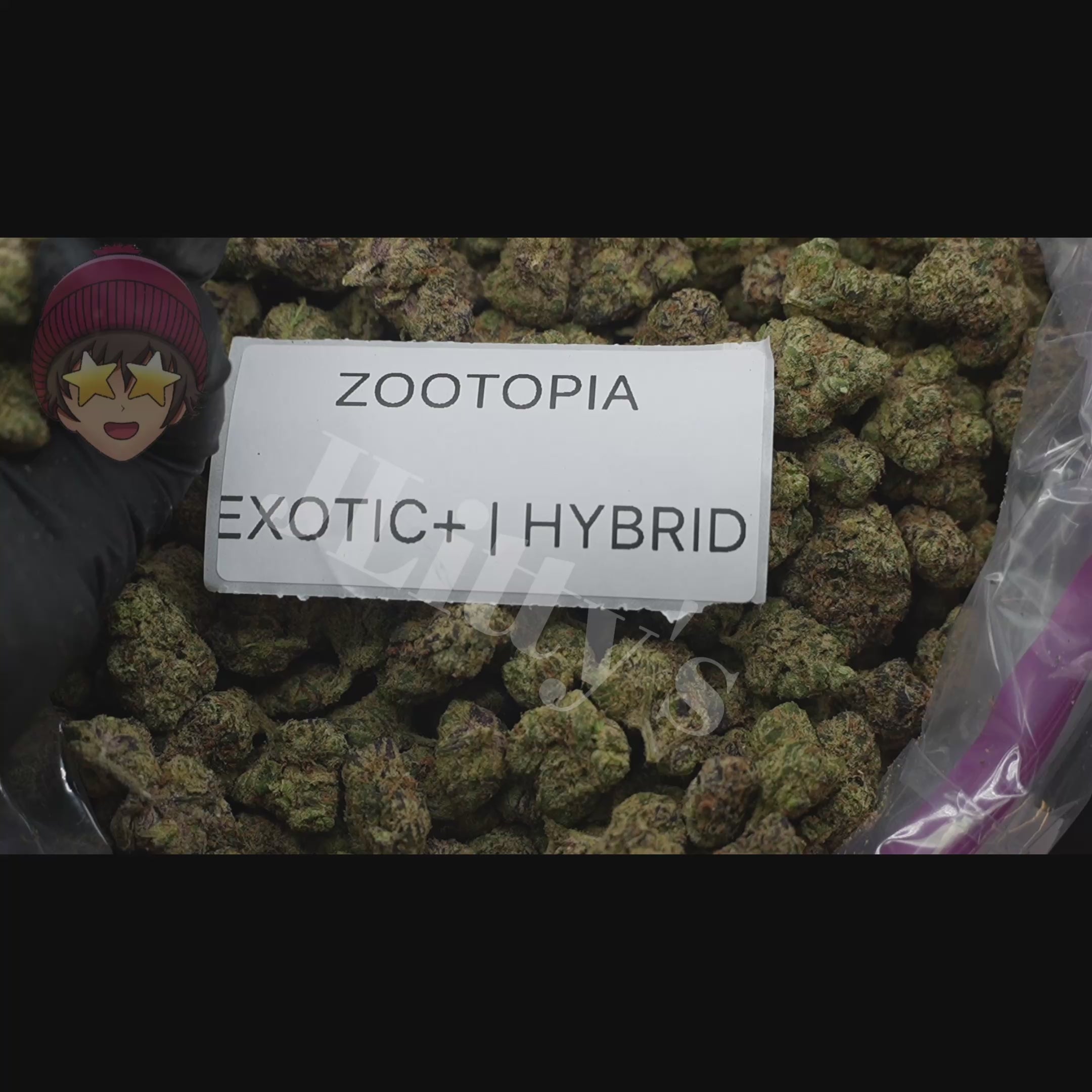 TOP SHELF EXOTICS