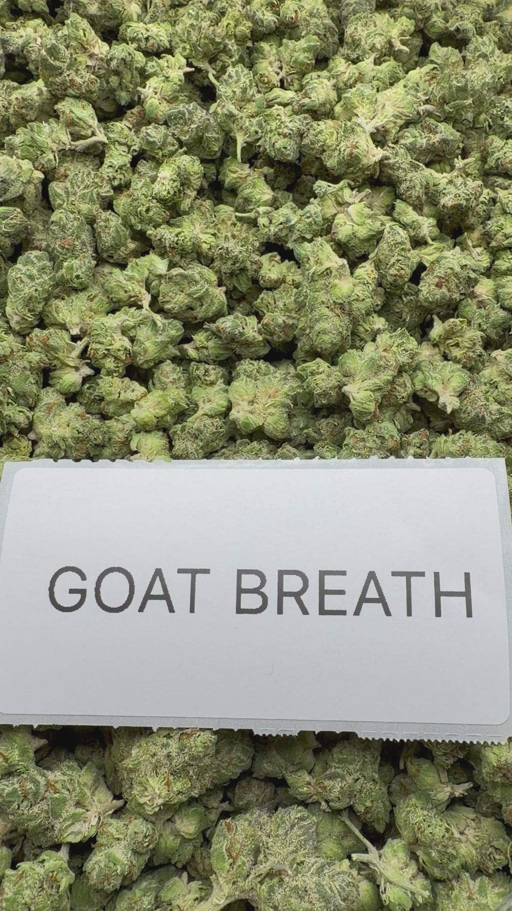 *SALE* SMALLS AND MEDIUMS