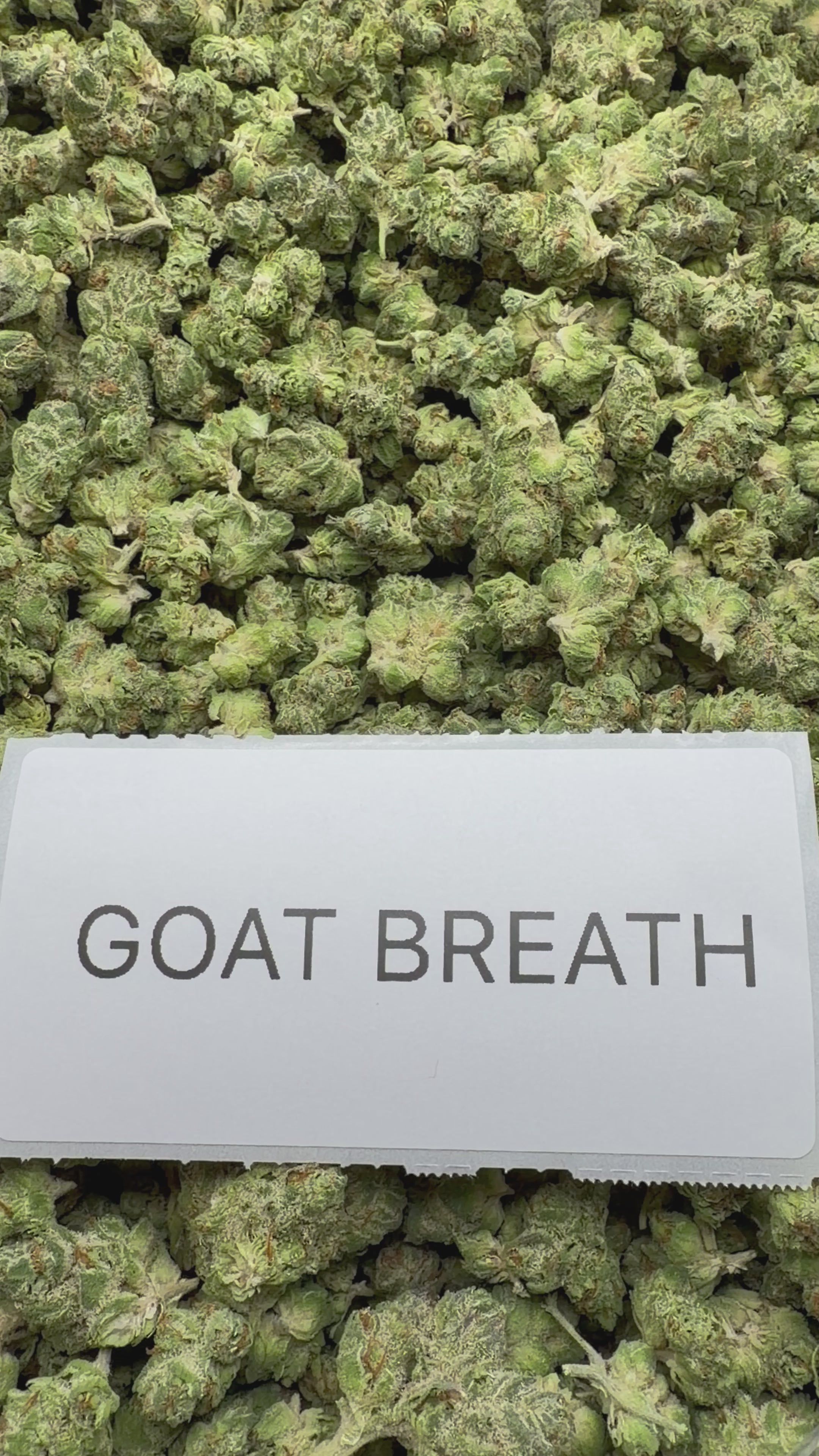 *SALE* SMALLS AND MEDIUMS