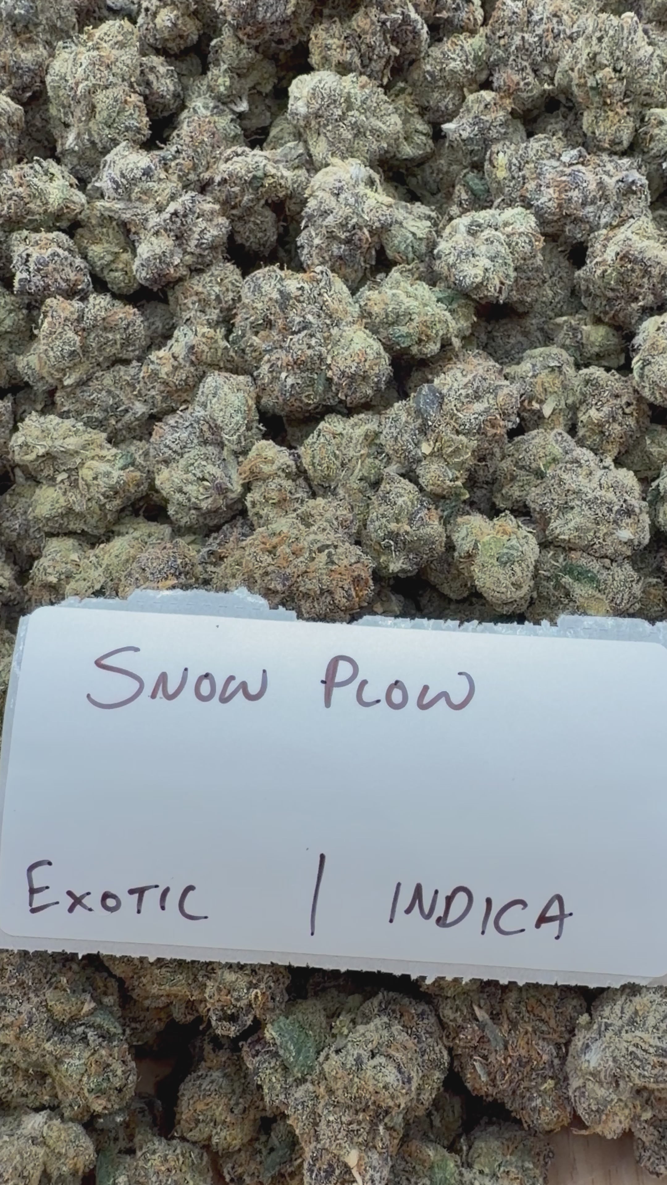 TOP SHELF EXOTICS