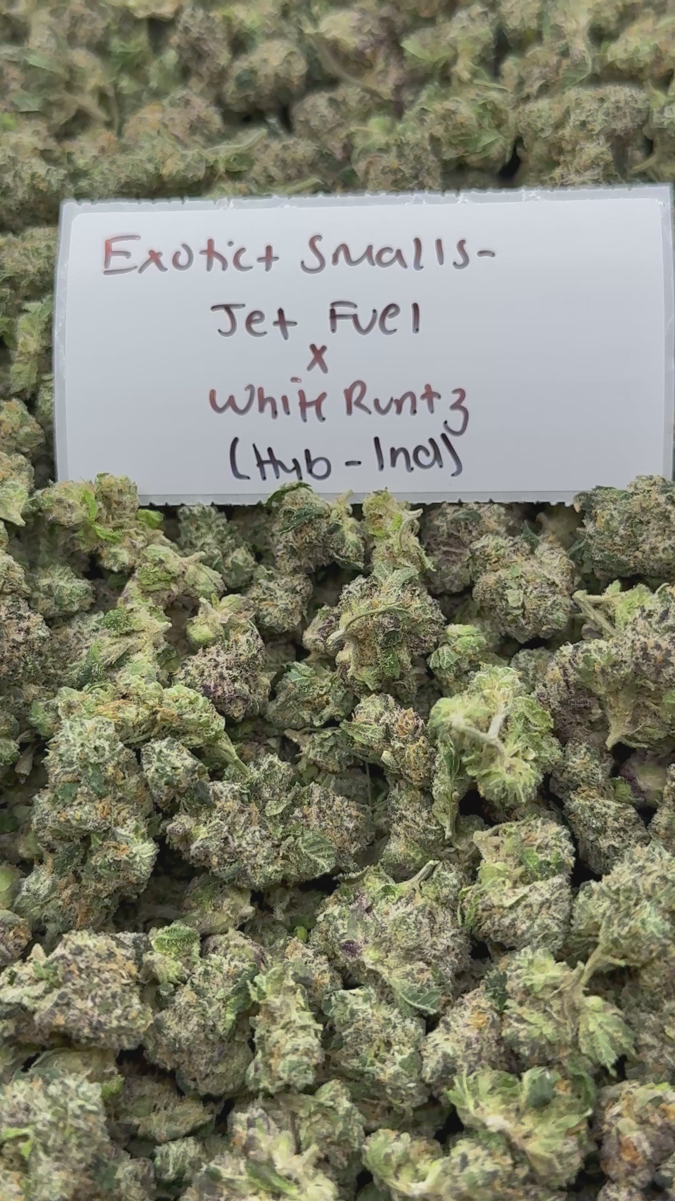 *SALE* SMALLS AND MEDIUMS (NO CODE NEEDED)