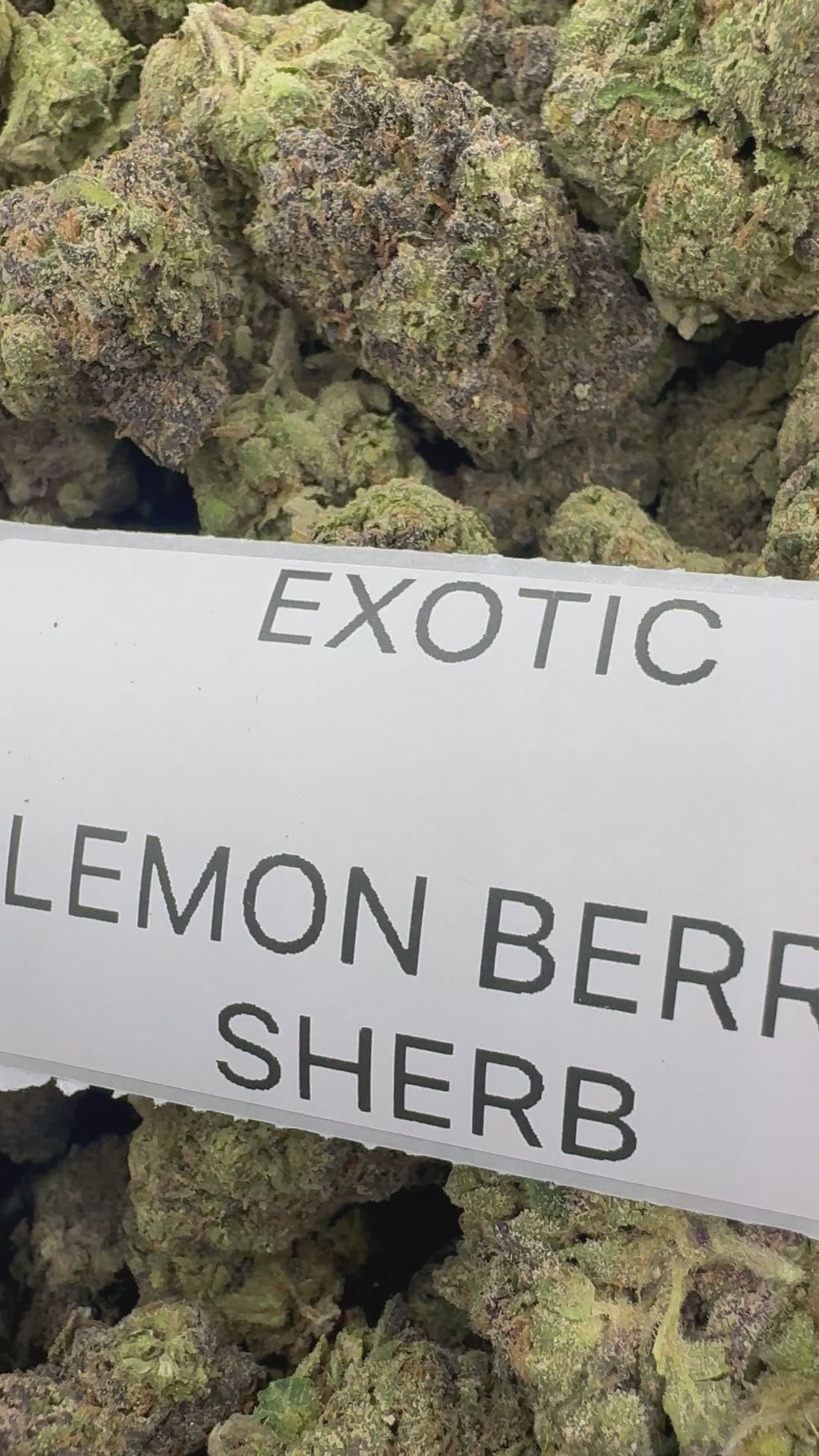 TOP SHELF EXOTICS