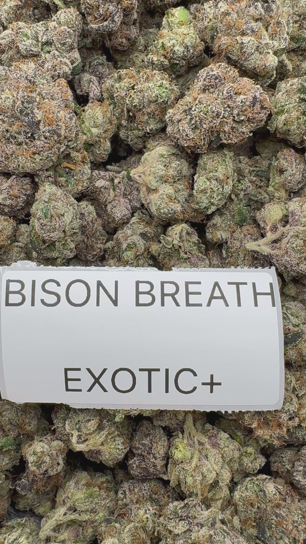 TOP SHELF EXOTICS