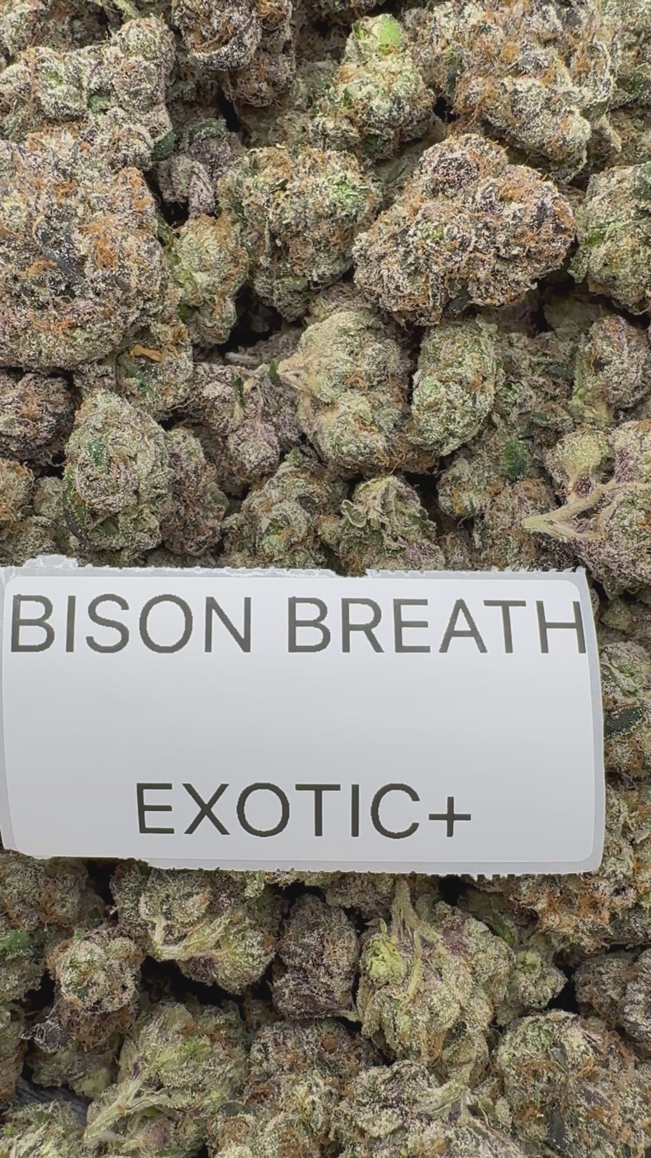 TOP SHELF EXOTICS