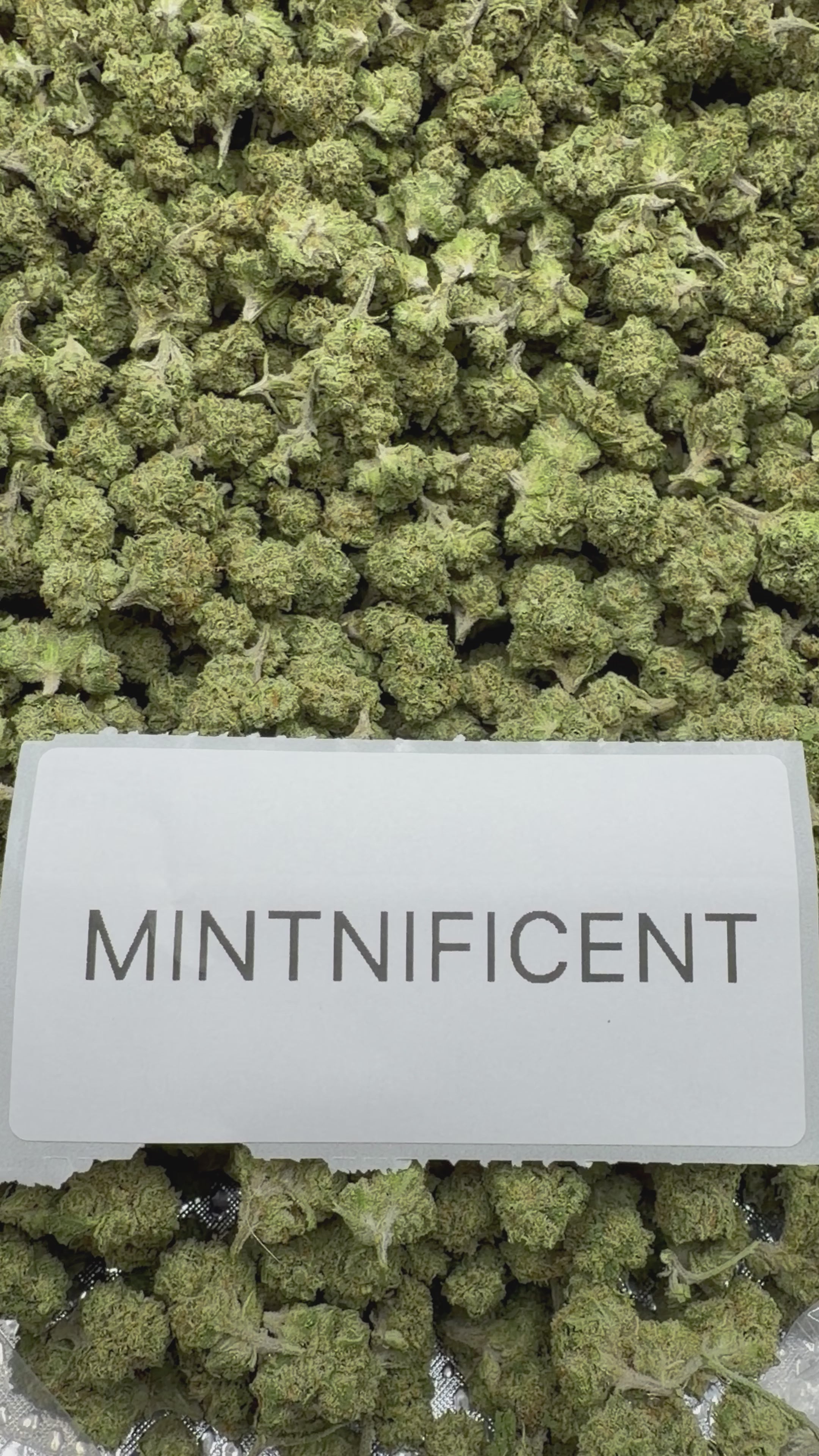 *SALE* SMALLS AND MEDIUMS