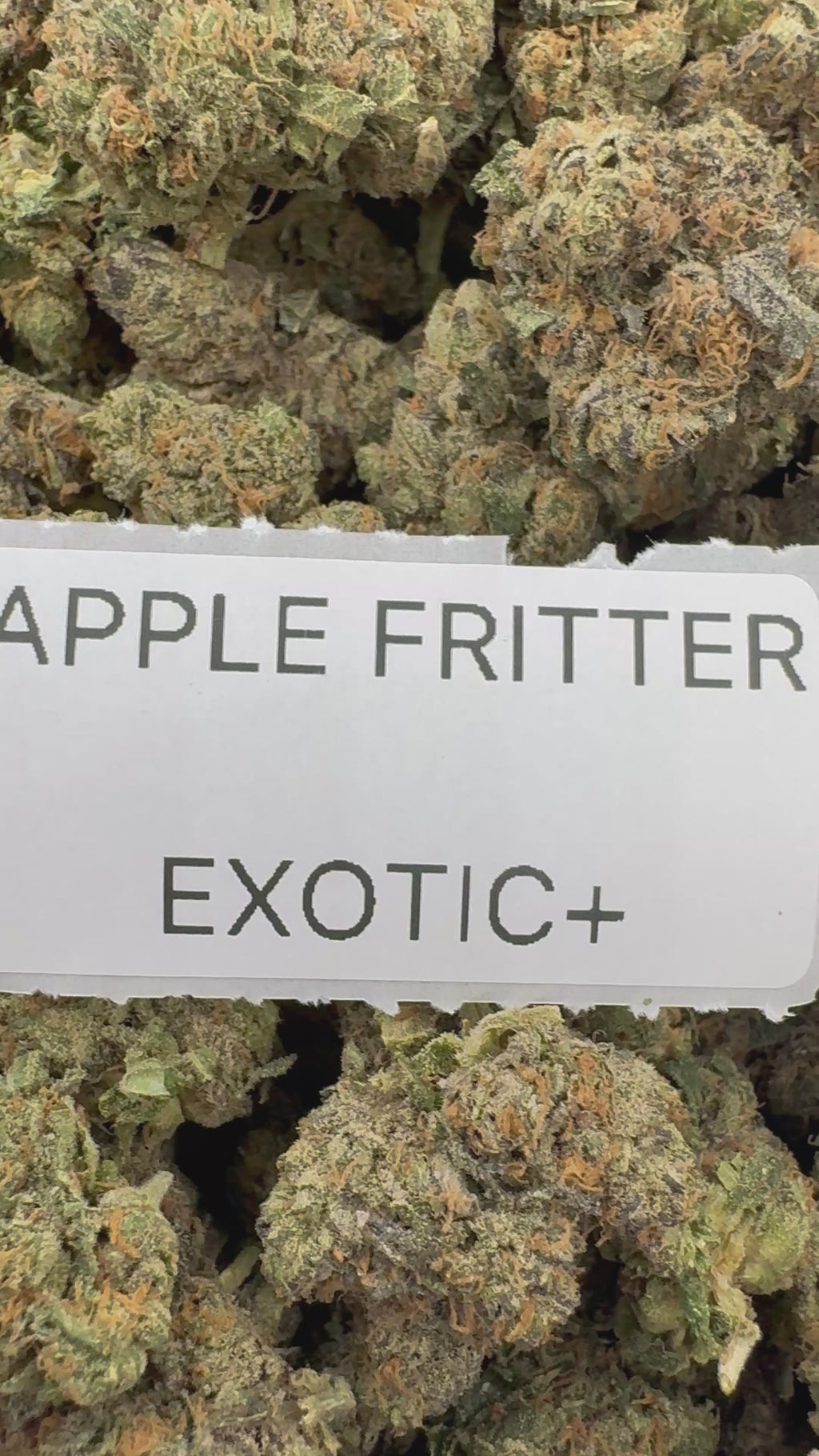 TOP SHELF EXOTICS