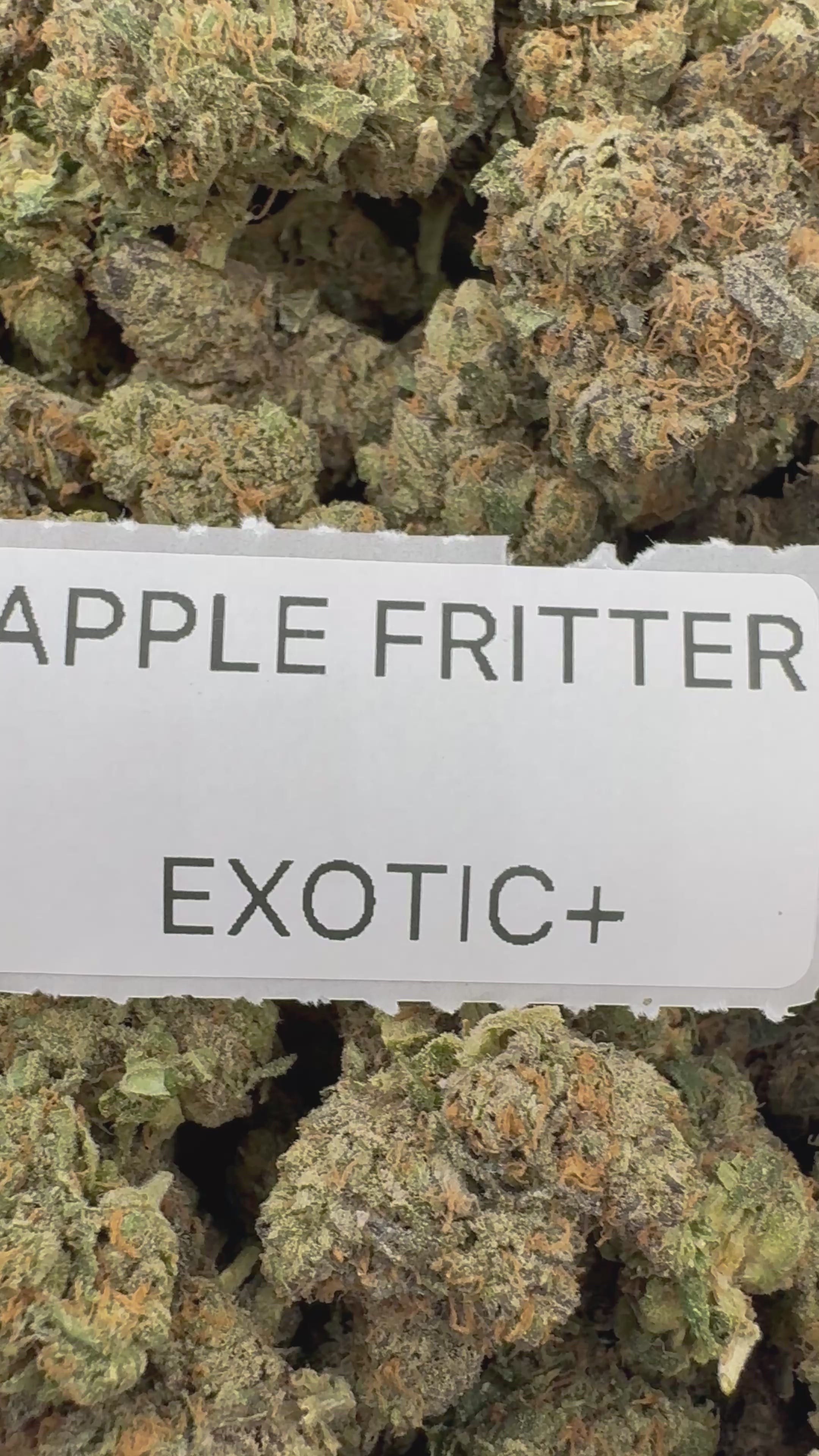 TOP SHELF EXOTICS