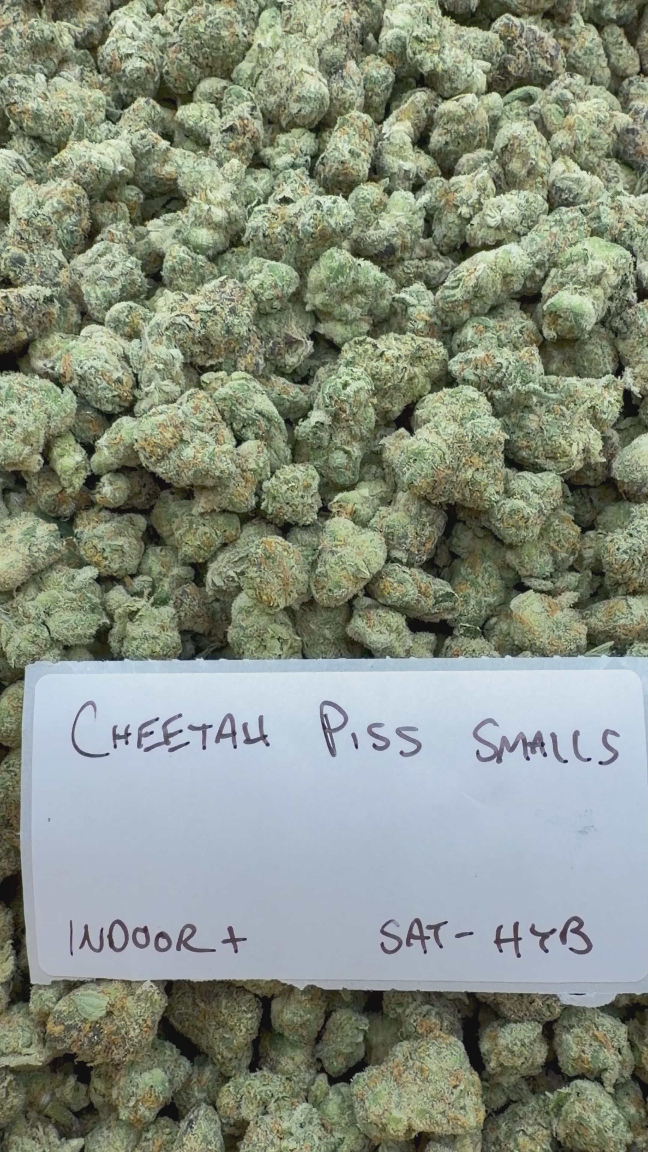 *SALE* SMALLS AND MEDIUMS (DISCOUNT CODES DO NOT APPLY)