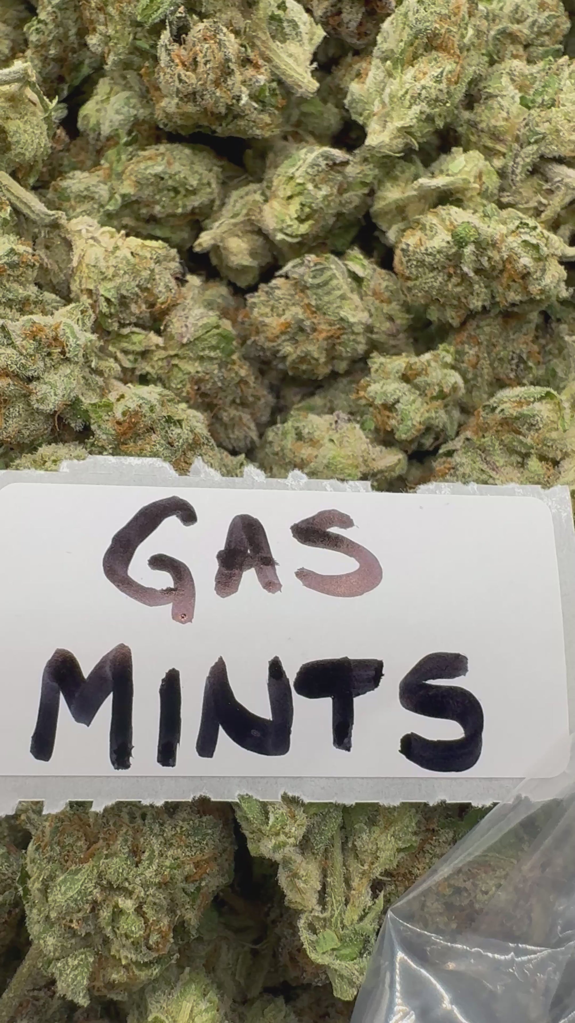EXOTIC - Gas Mintz