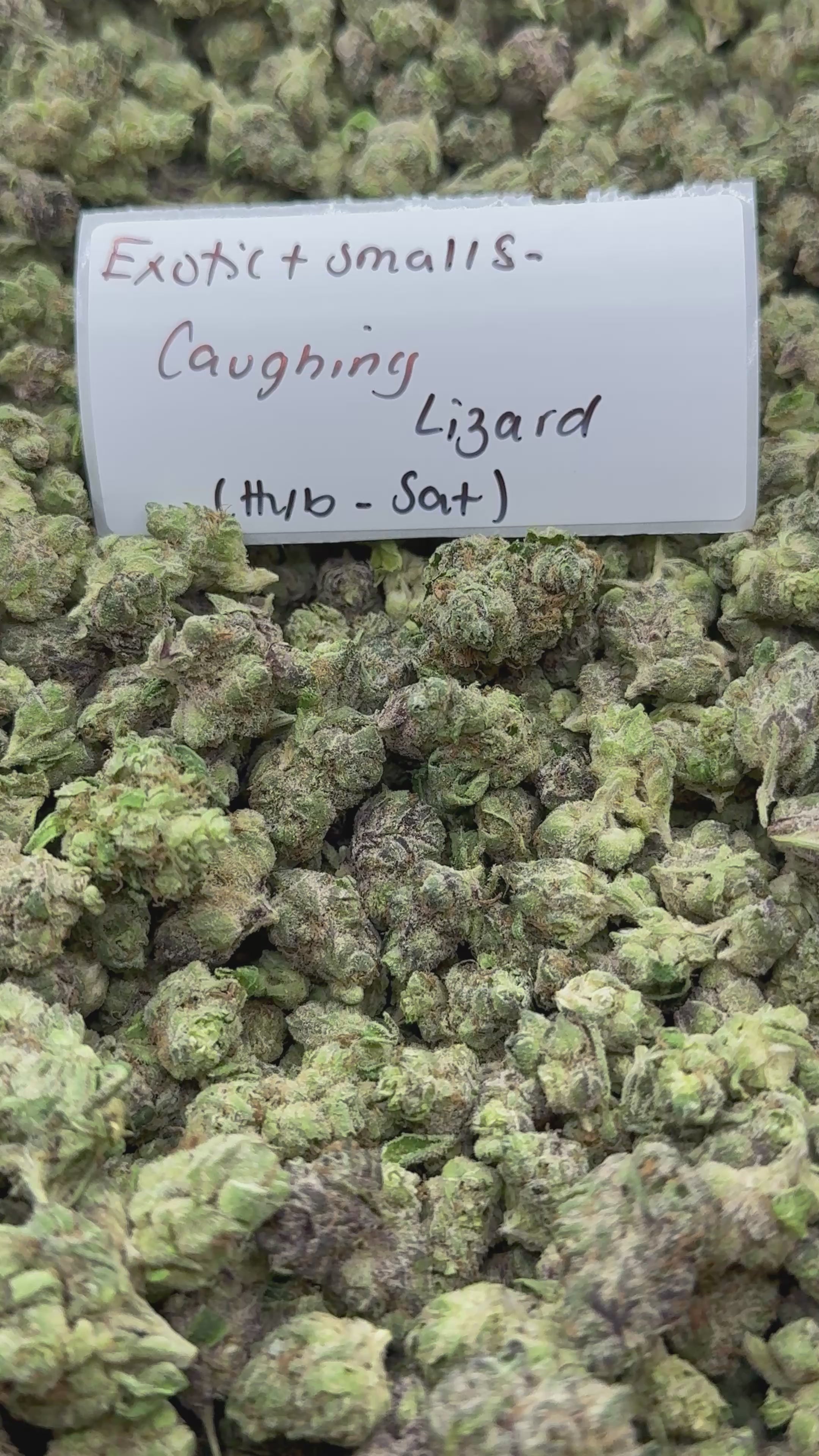 *SALE* SMALLS AND MEDIUMS (NO CODE NEEDED)