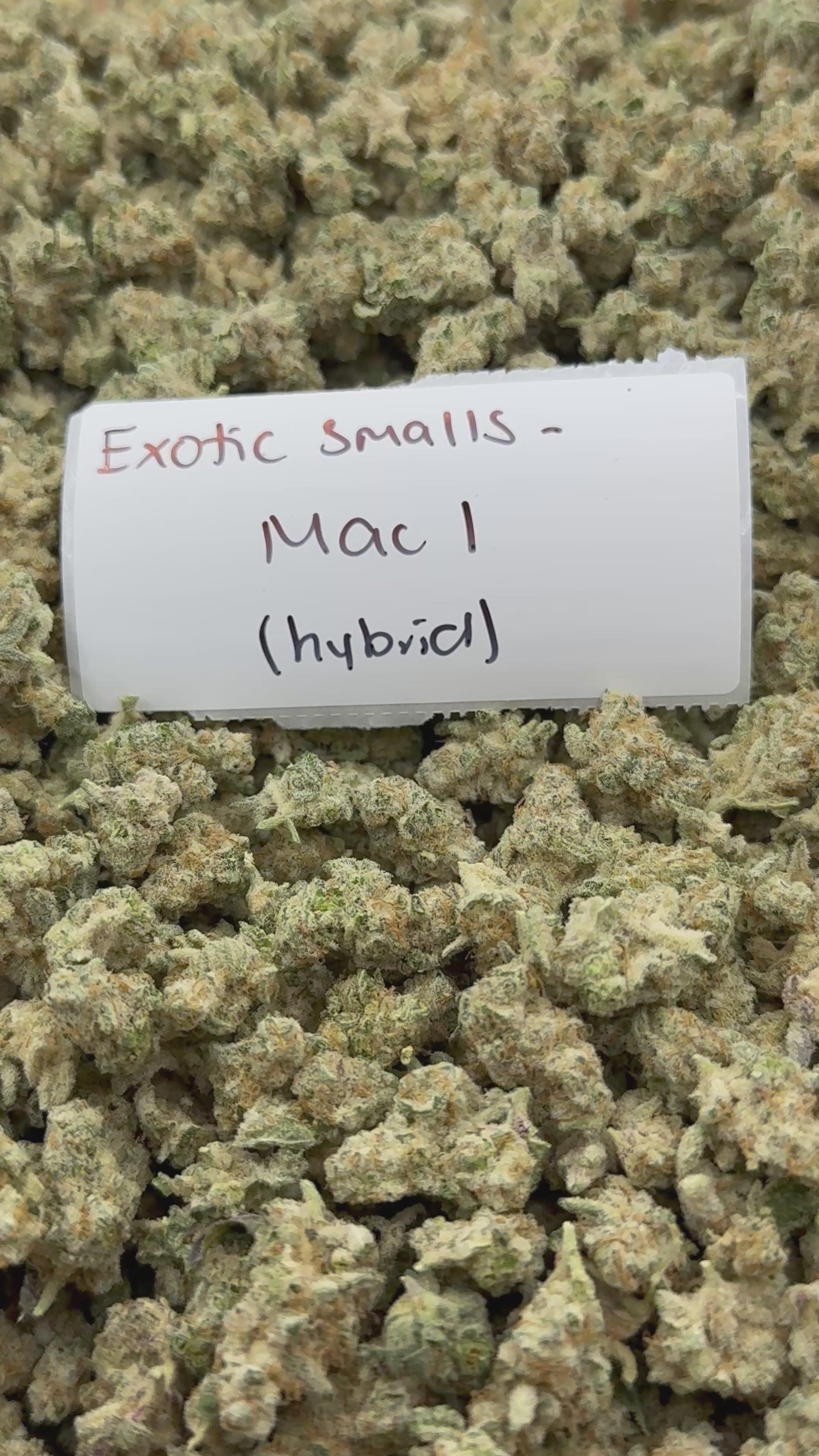 *SALE* SMALLS AND MEDIUMS (NO CODE NEEDED)