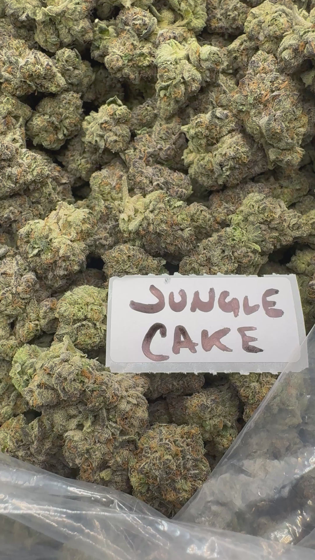 EXOTIC - Jungle Cake