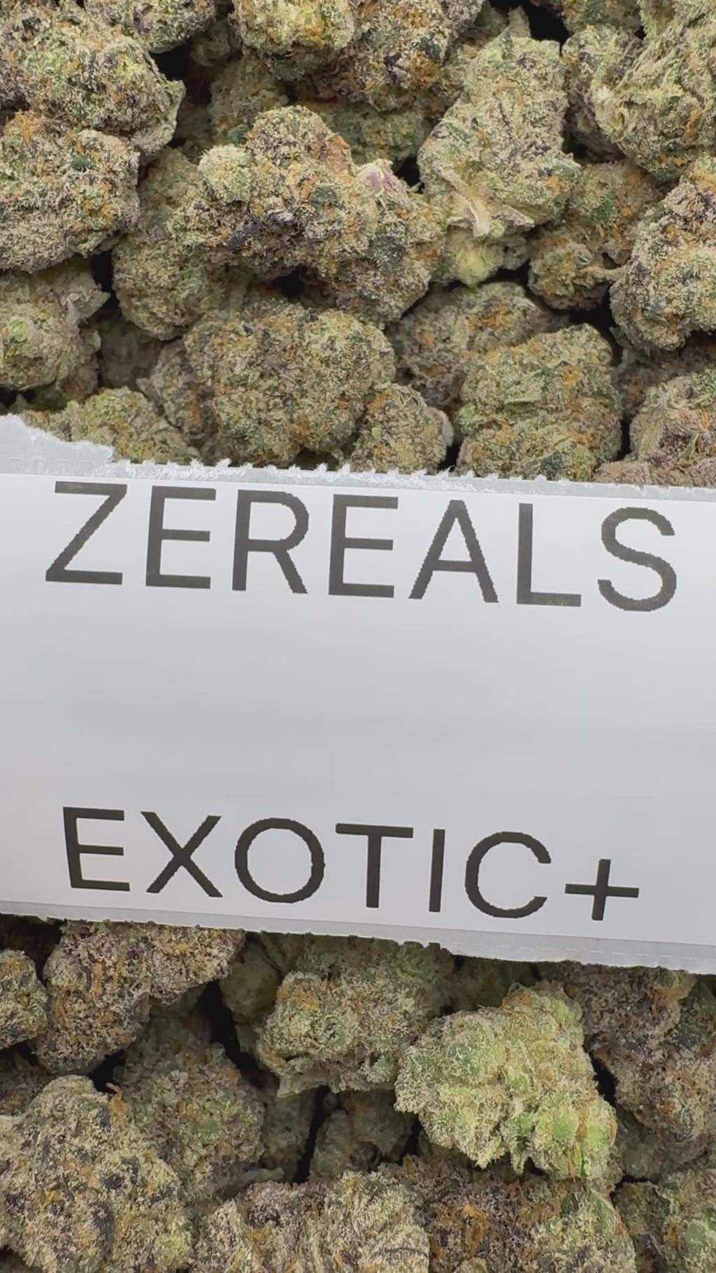 TOP SHELF EXOTICS