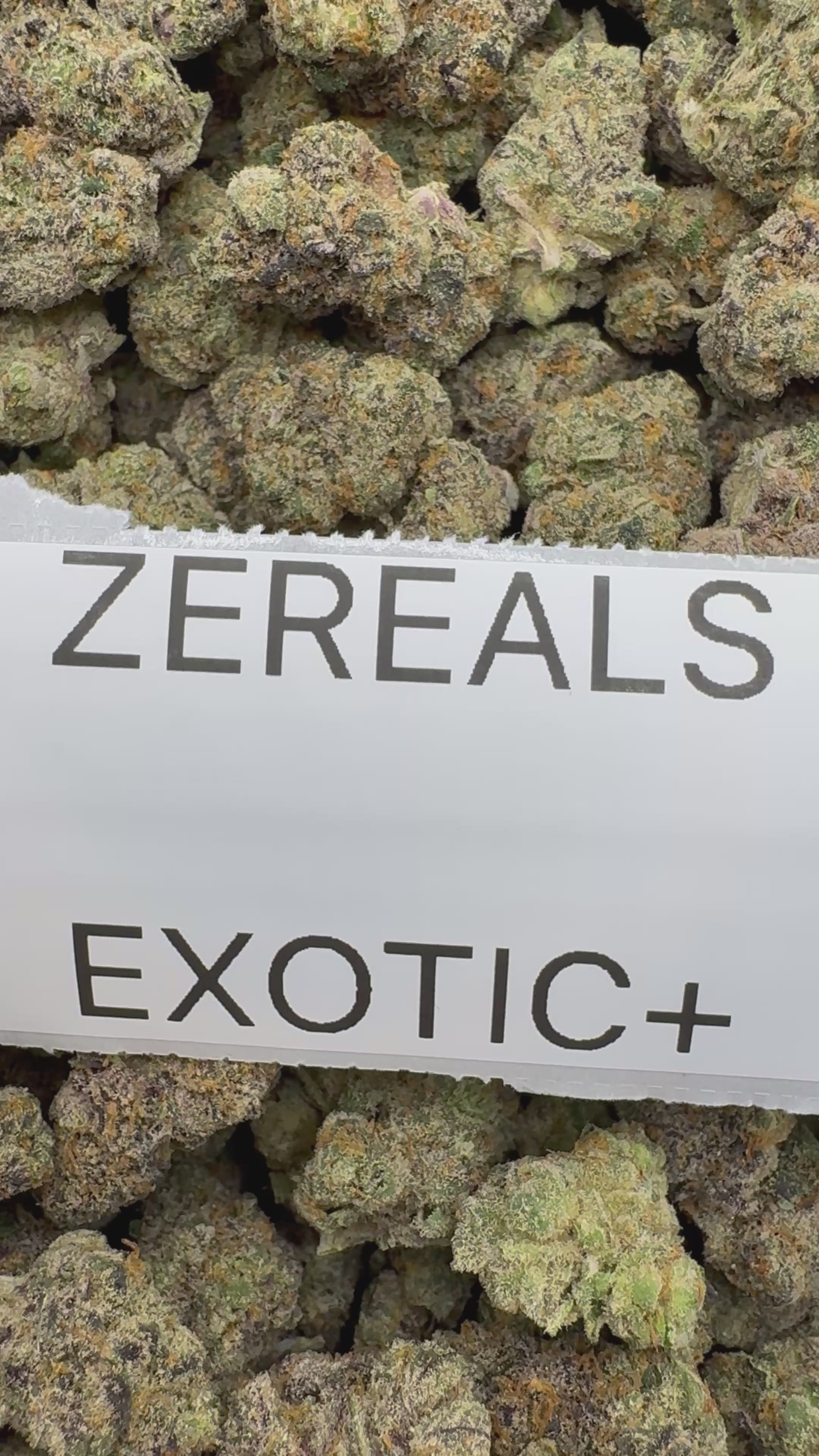 TOP SHELF EXOTICS