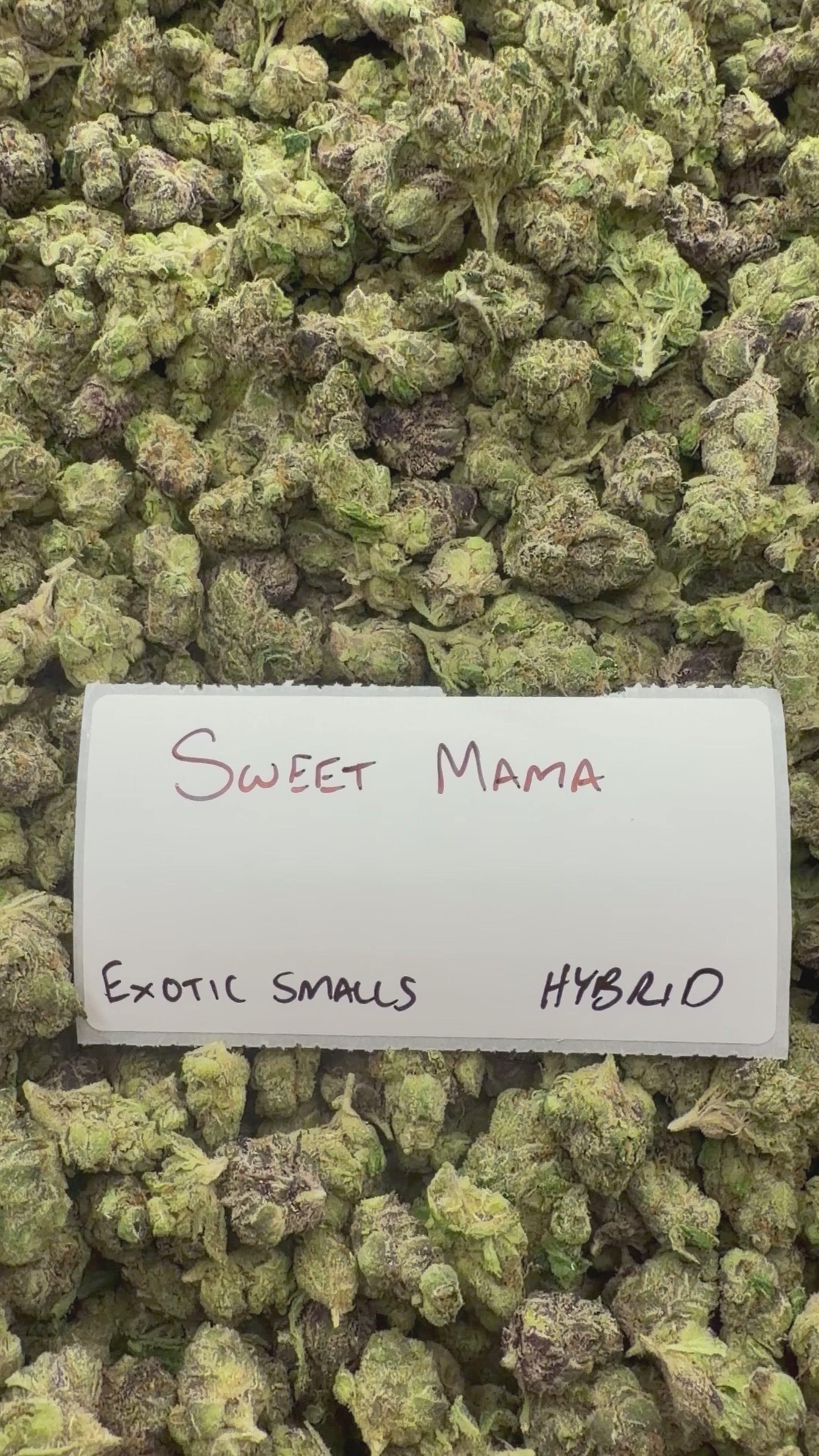 *SALE* SMALLS AND MEDIUMS (NO CODE NEEDED)