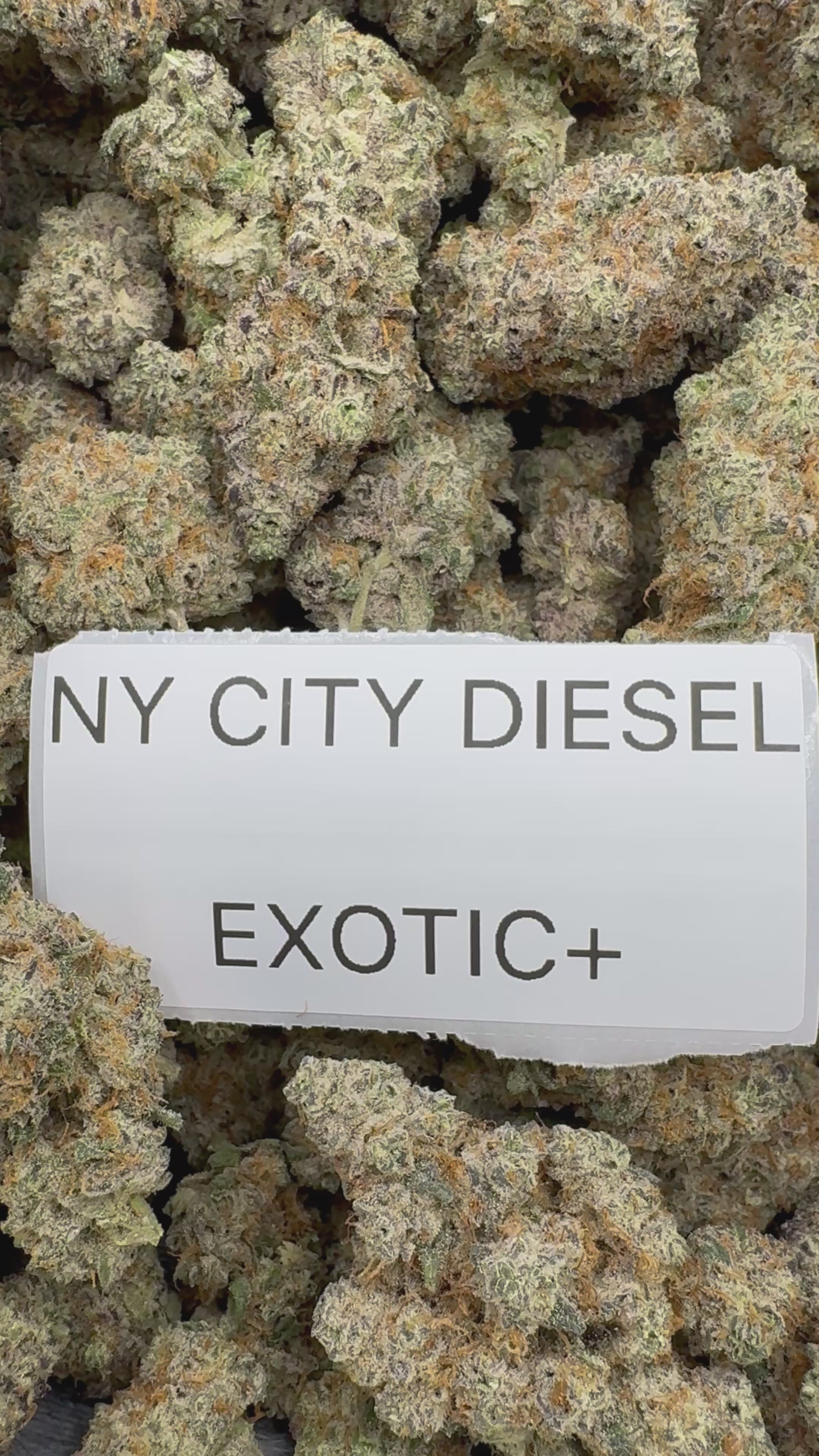 TOP SHELF EXOTICS