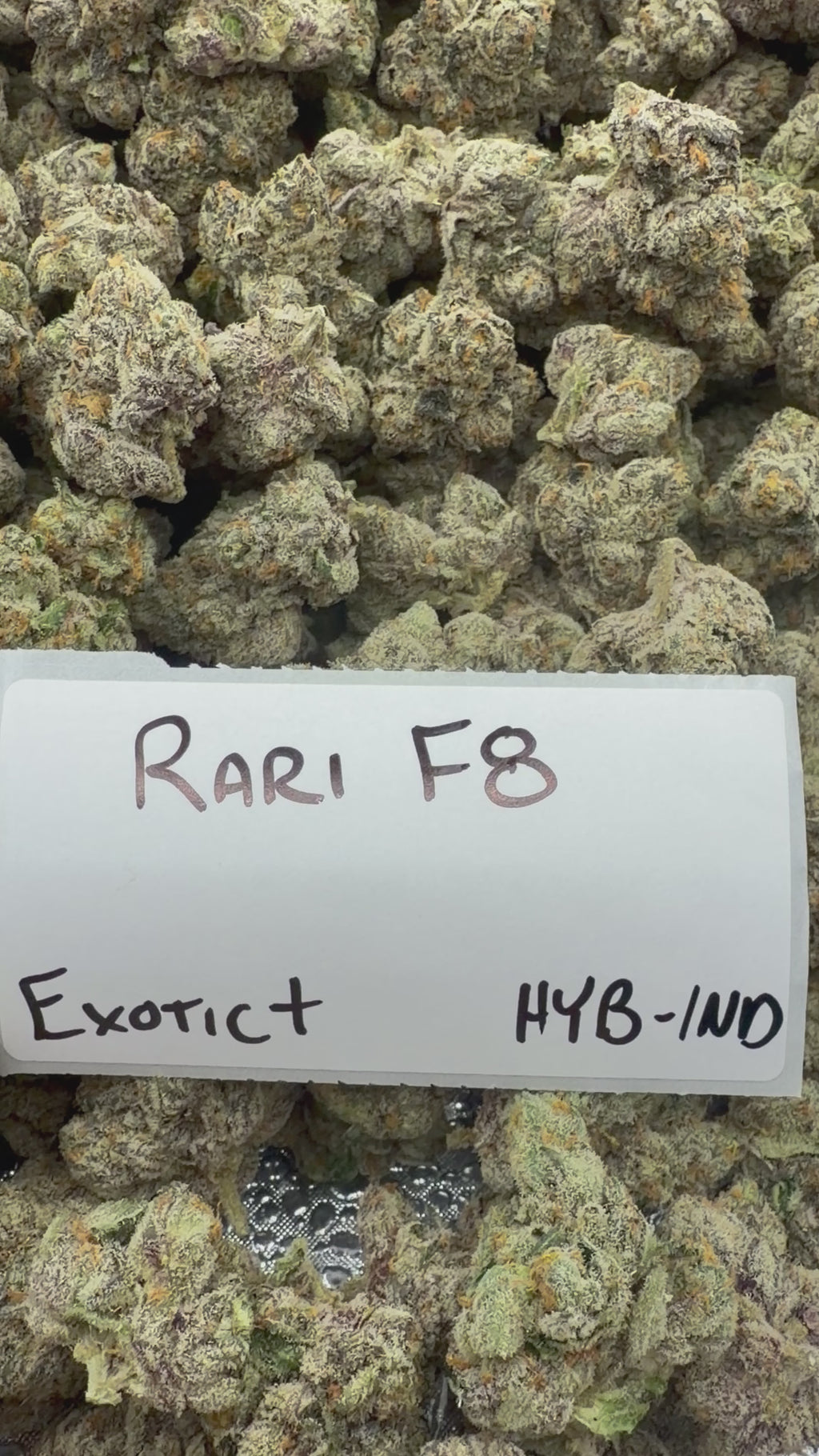 TOP SHELF EXOTICS