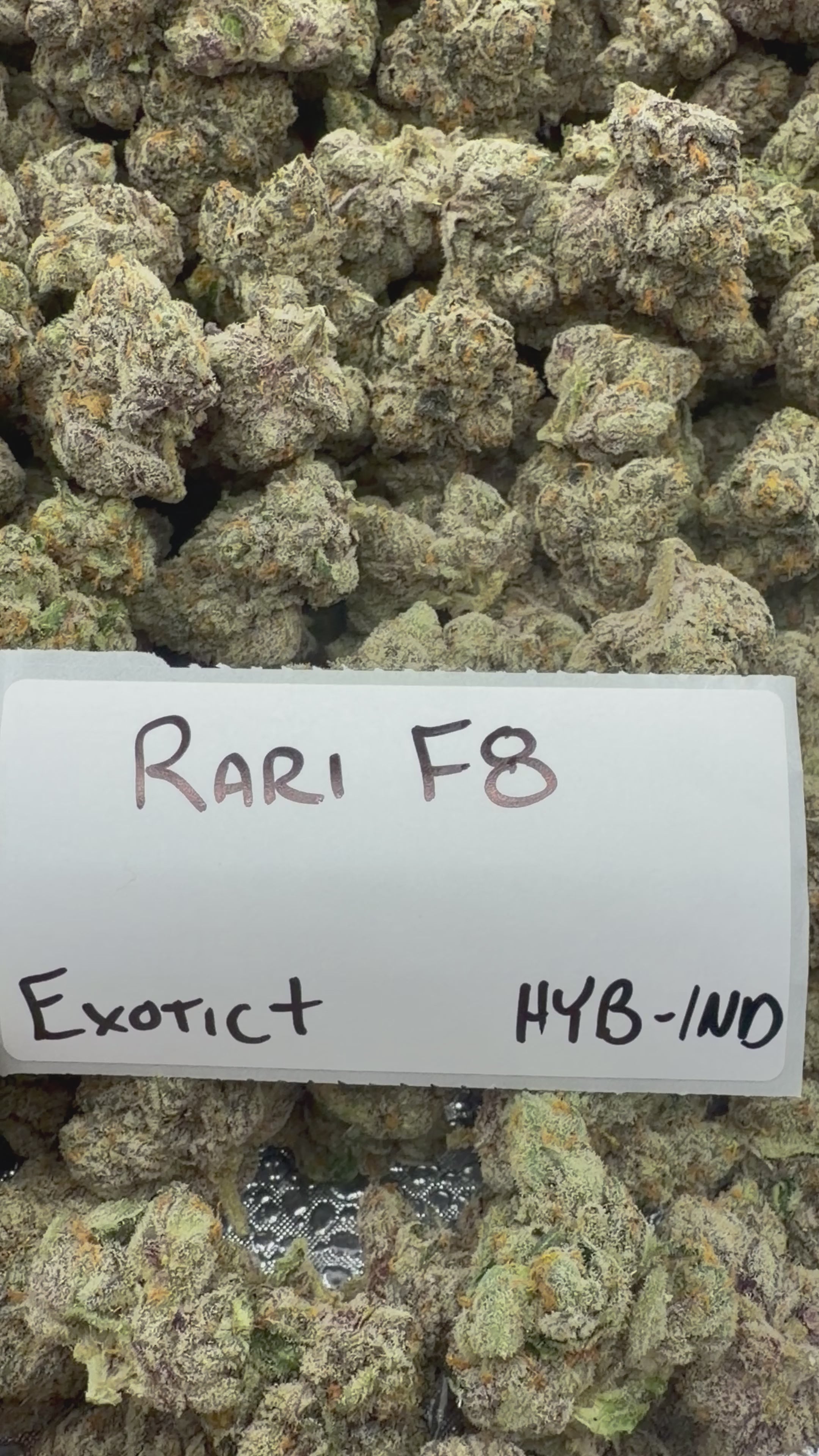 TOP SHELF EXOTICS