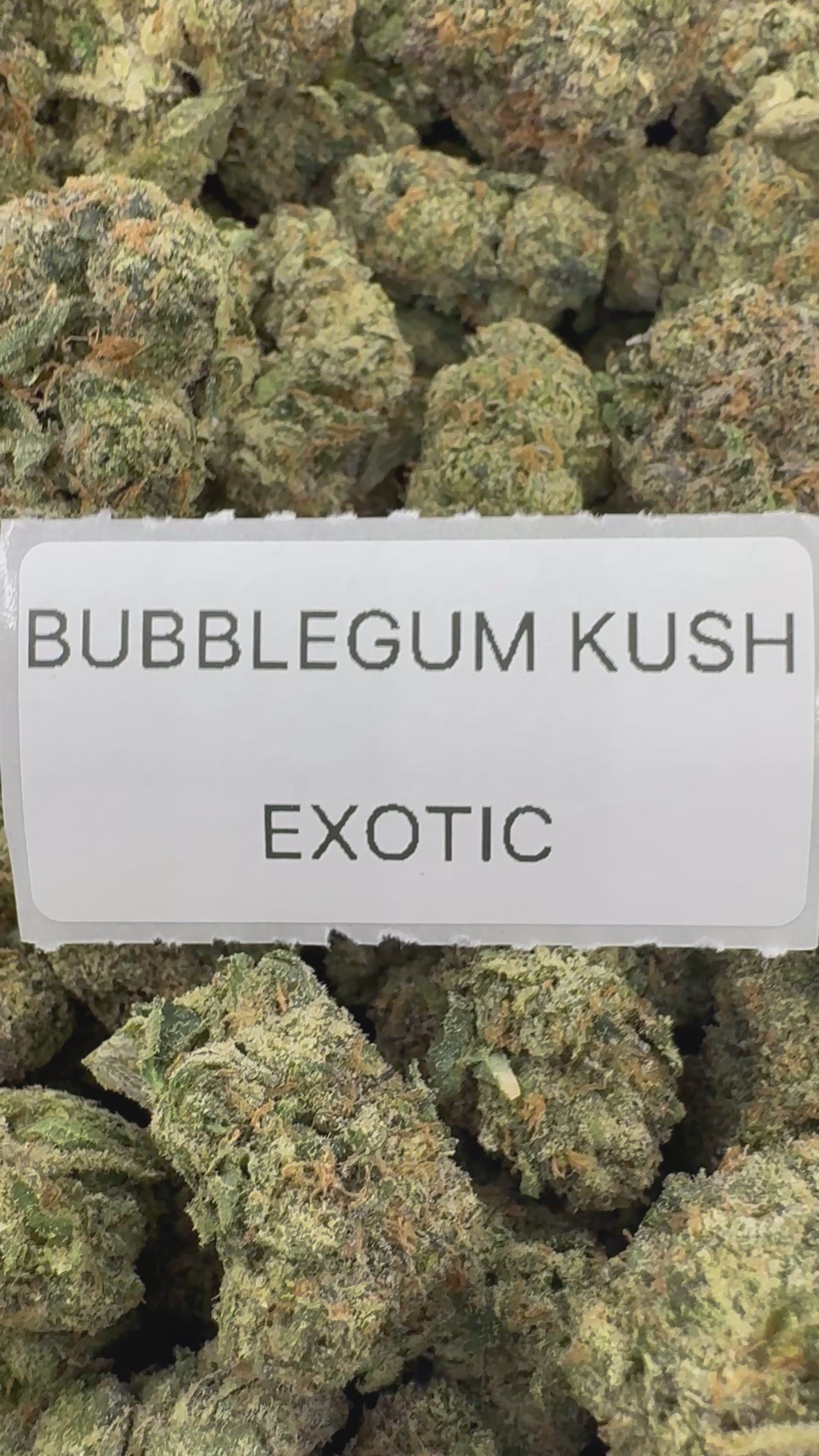 TOP SHELF EXOTICS