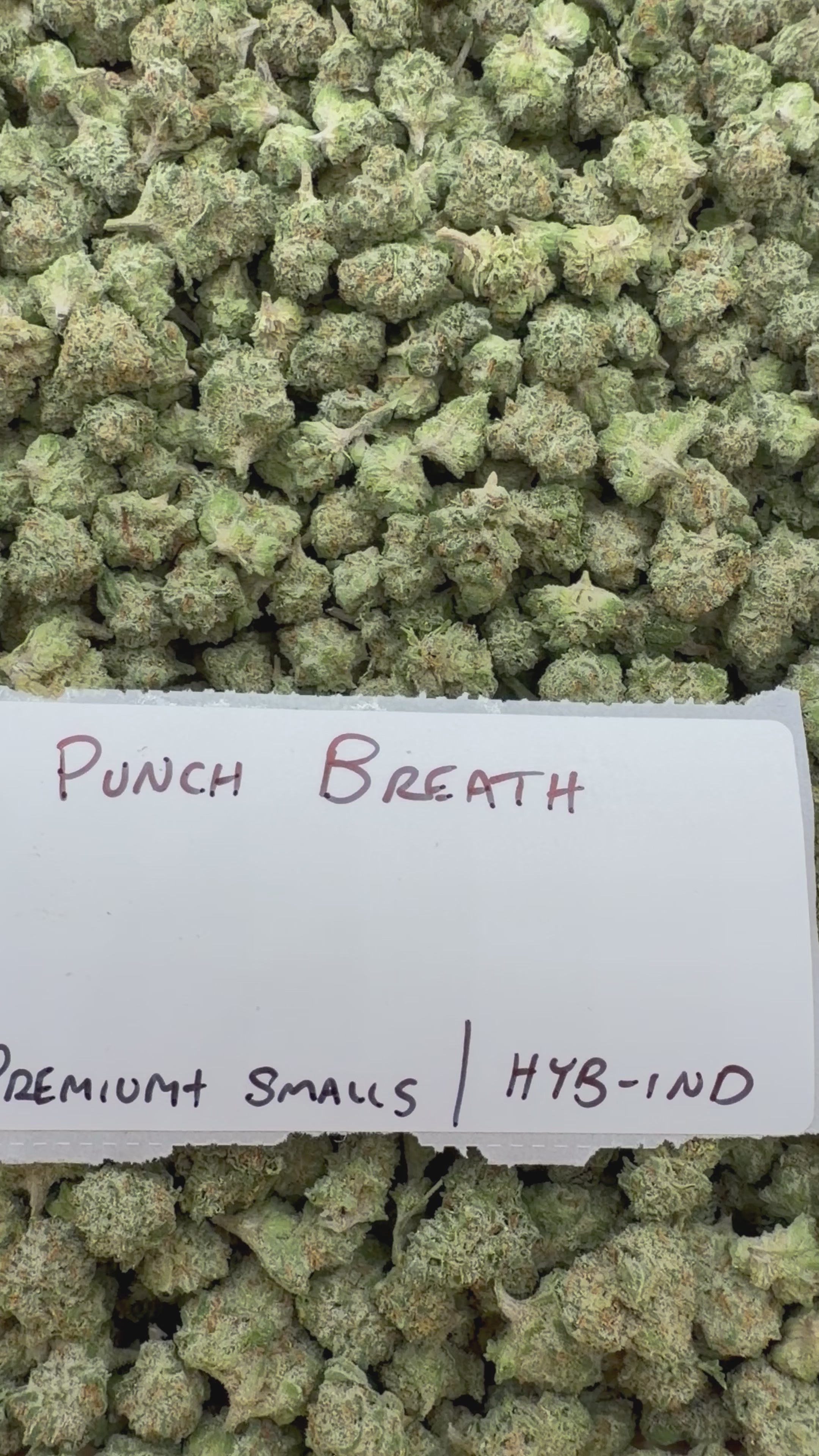 *SALE* SMALLS AND MEDIUMS (NO CODE NEEDED)