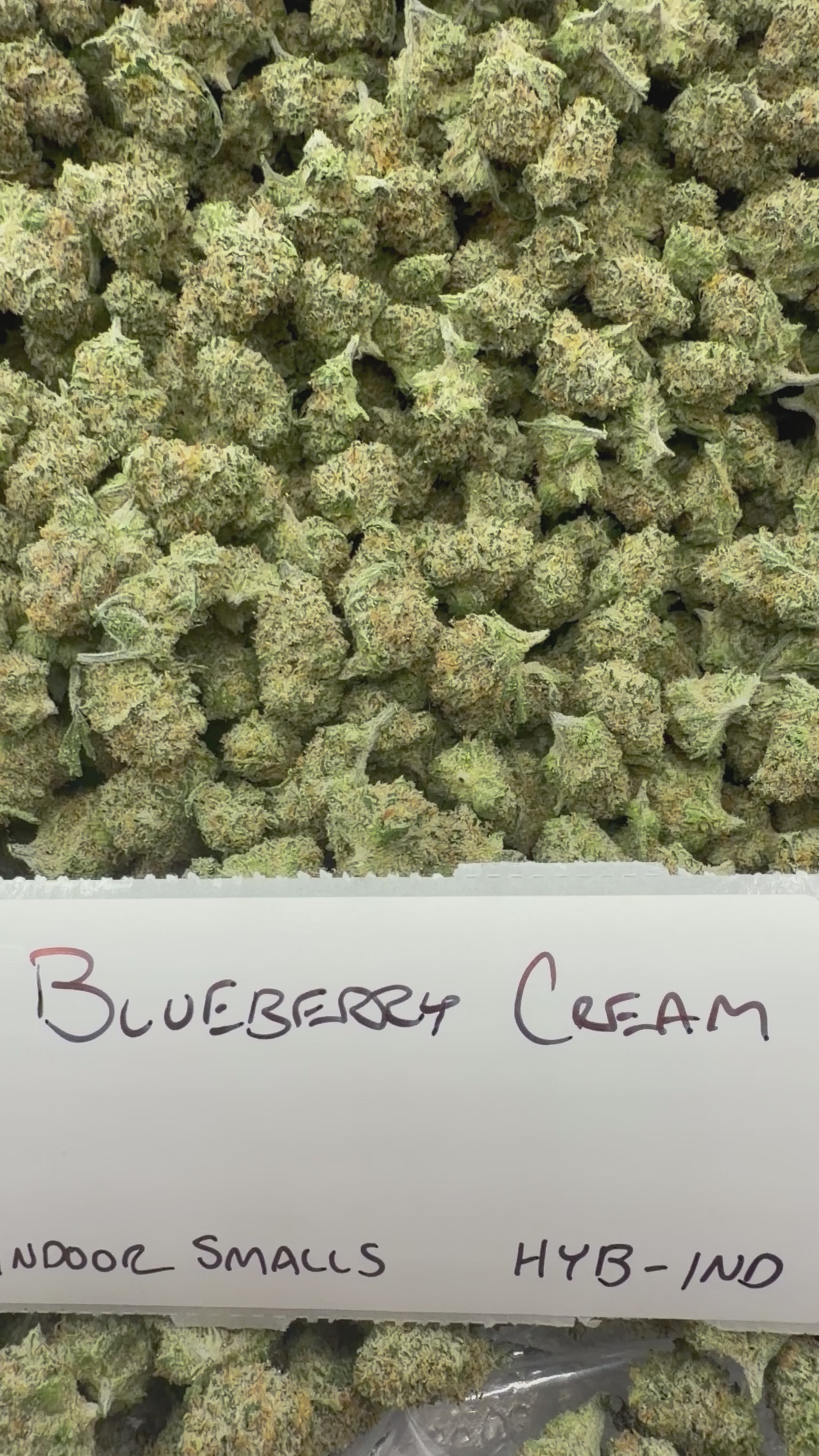 *SALE* SMALLS AND MEDIUMS (NO CODE NEEDED)