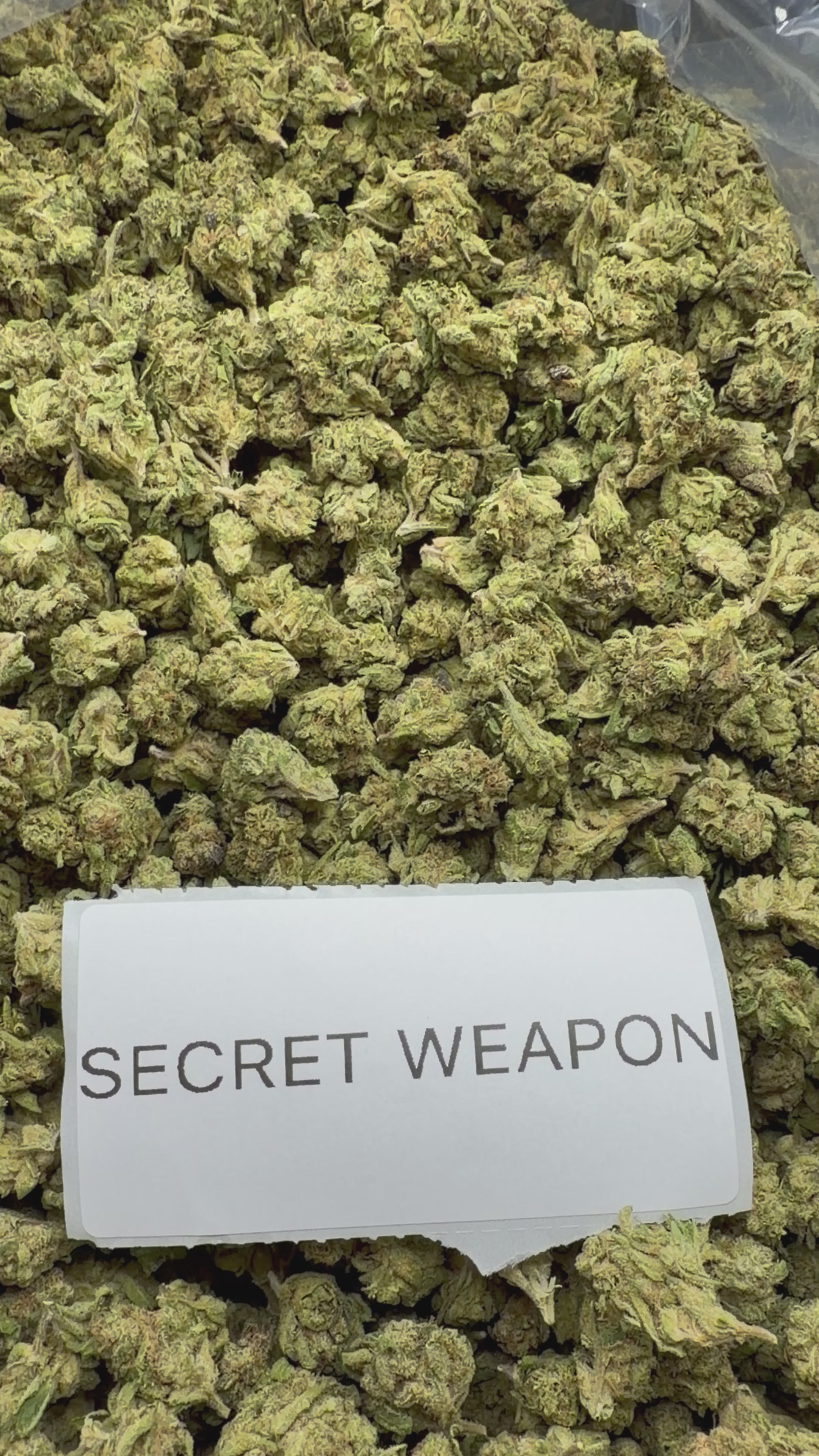 *SALE* SMALLS AND MEDIUMS